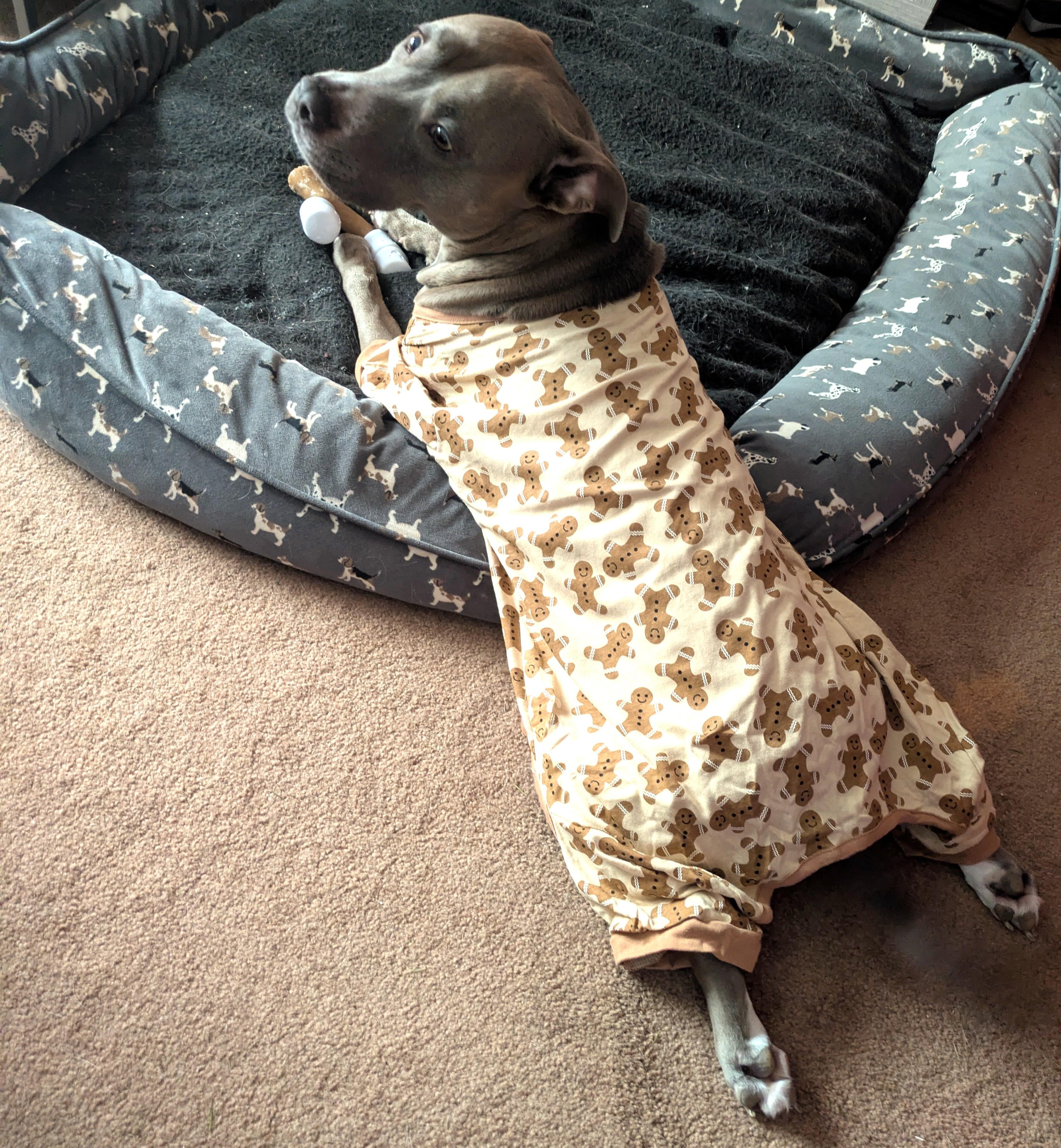 Zazu (snuggler extraordinaire!), adopted, Adult Female Pit Bull Terrier.