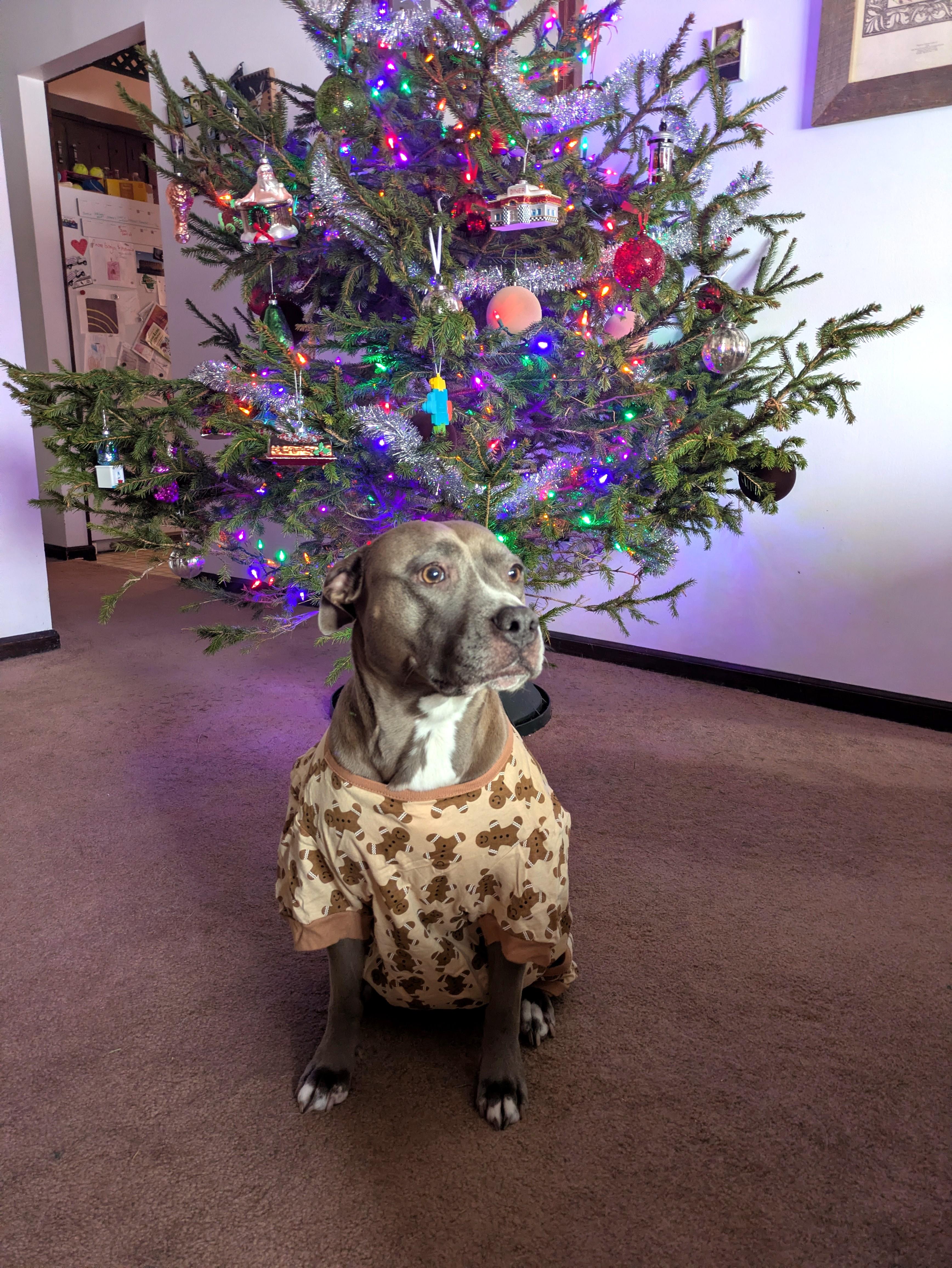 Enlarge Zazu (snuggler extraordinaire!), an adopted mixed breed in Ithaca, NY image 5/6