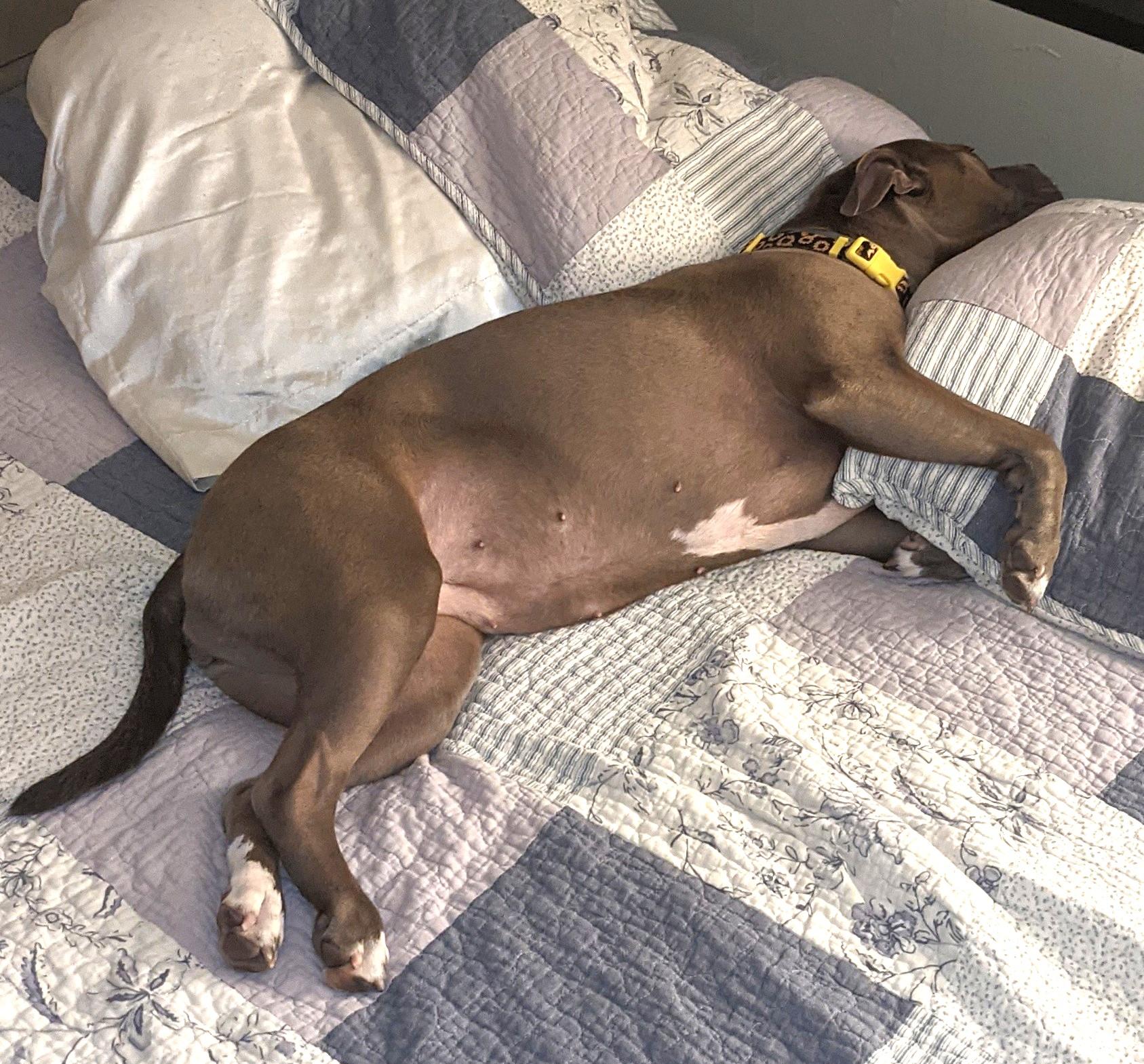 Zazu (snuggler extraordinaire!)