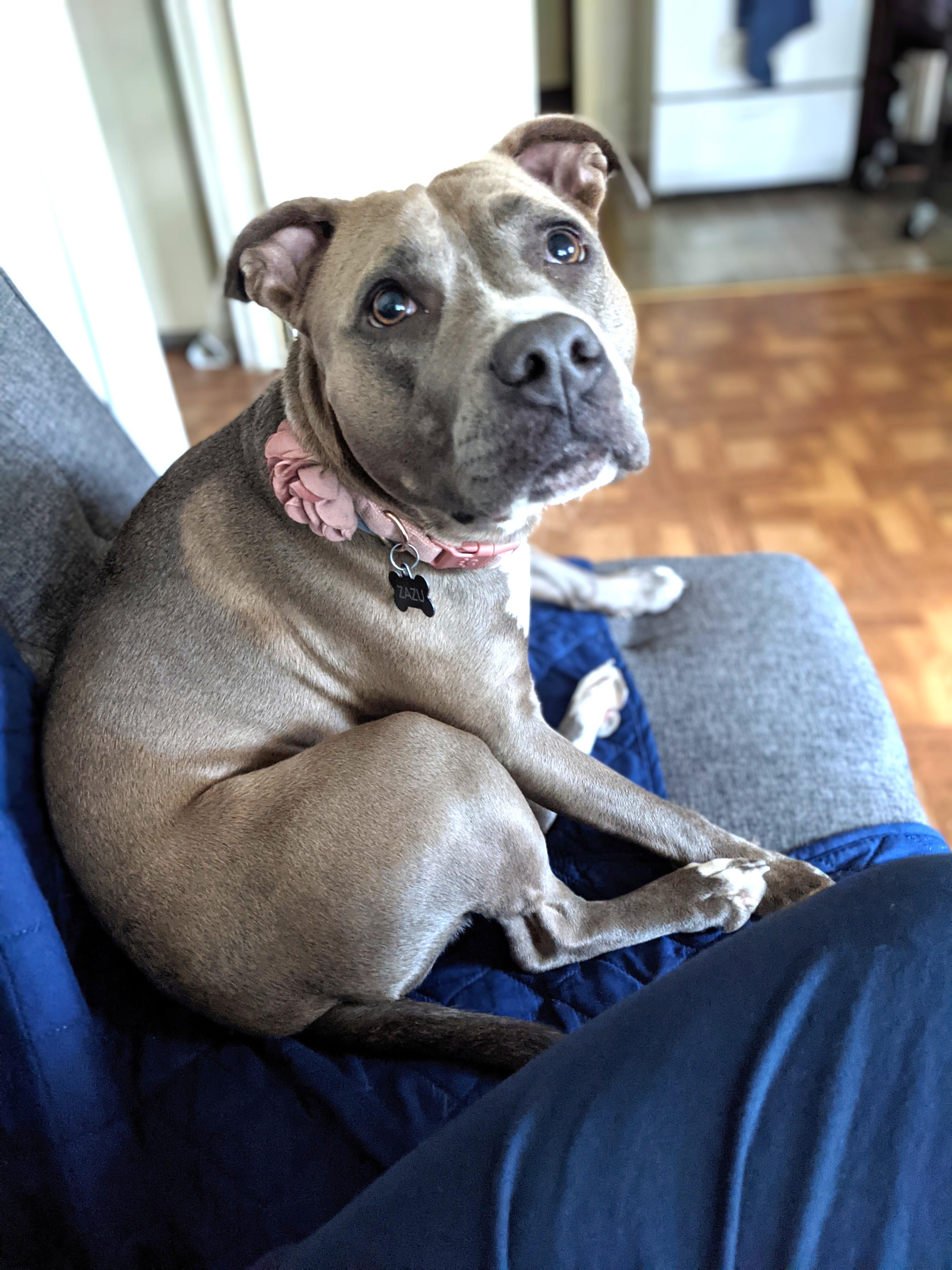 Zazu (snuggler extraordinaire!), a Adoptable mixed breed in Ithaca, NY image 1/6