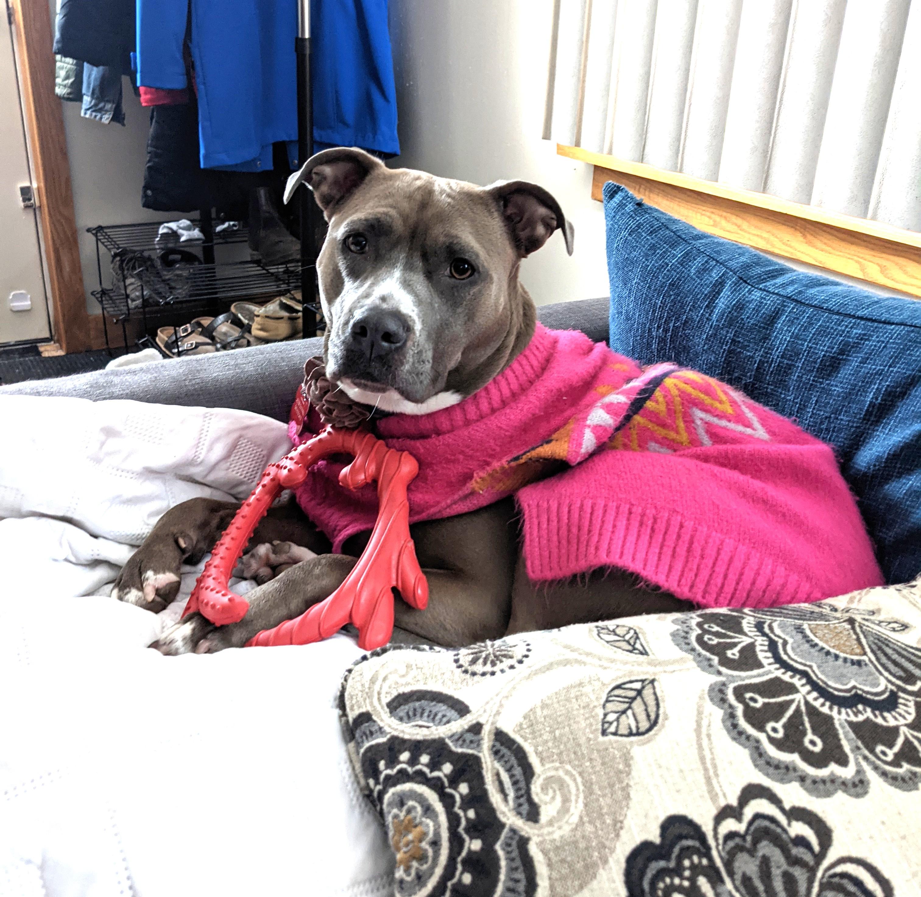 Zazu (snuggler extraordinaire!), a Adoptable mixed breed in Ithaca, NY image 6/6