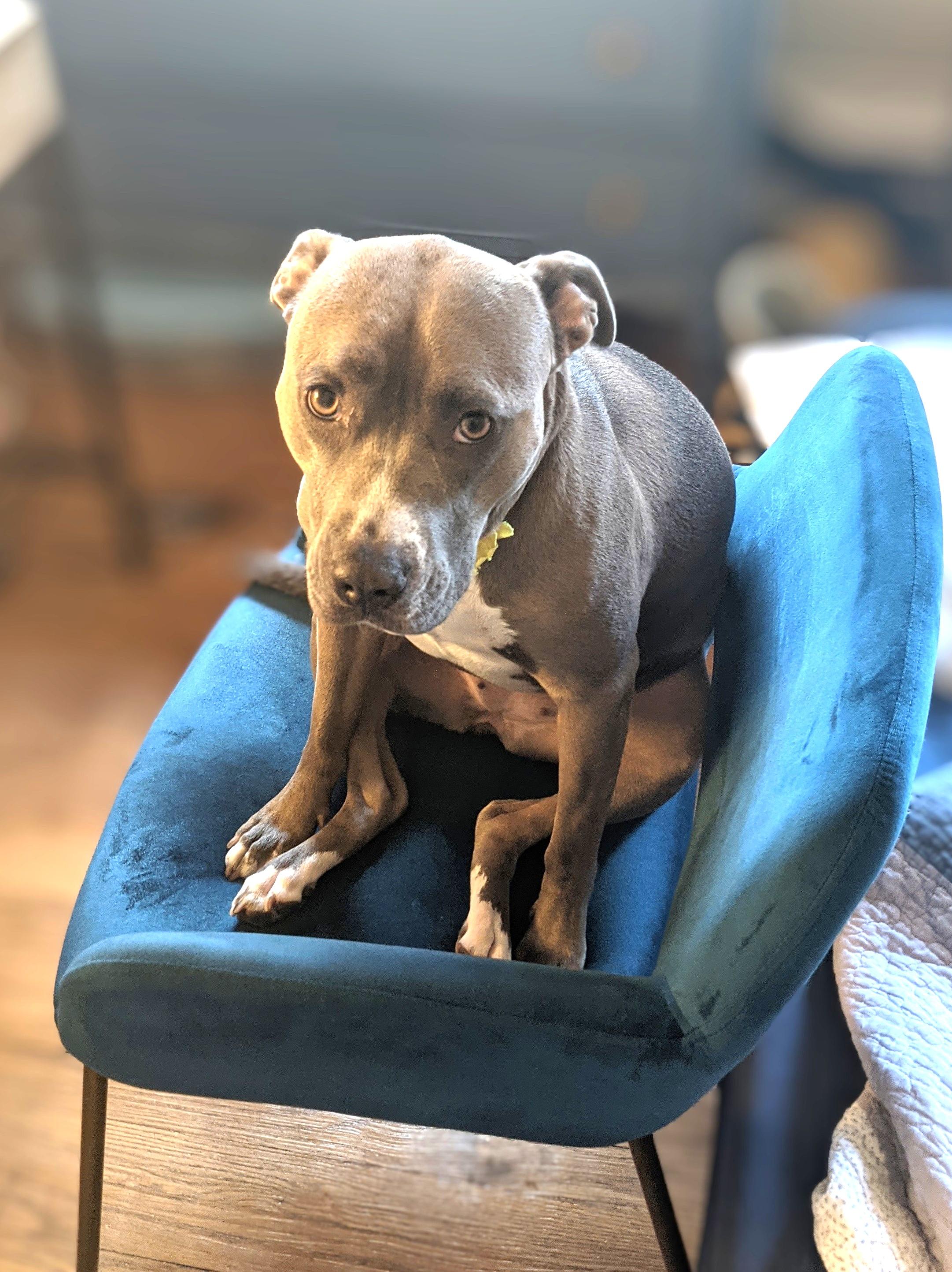 Zazu (snuggler extraordinaire!), a Adoptable mixed breed in Ithaca, NY image 2/6