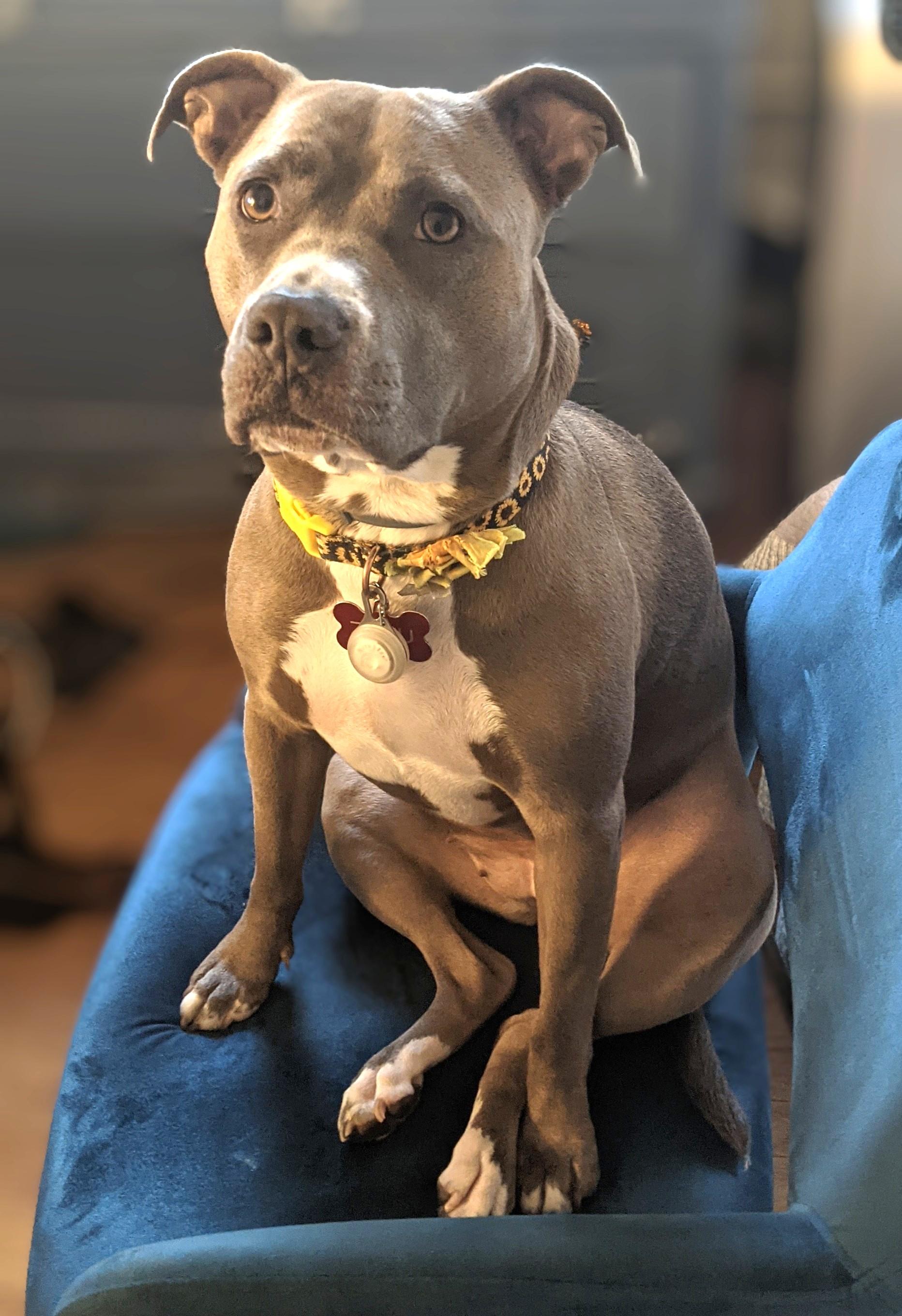 Zazu (snuggler extraordinaire!)