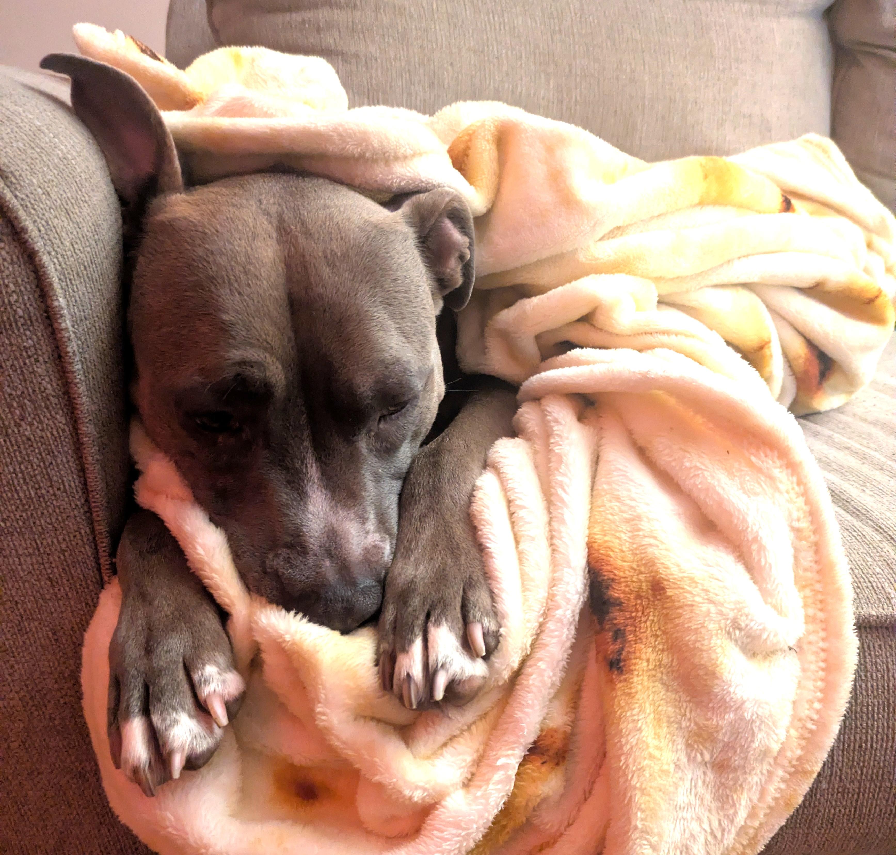 Enlarge Zazu (snuggler extraordinaire!), an adopted mixed breed in Ithaca, NY image 6/6