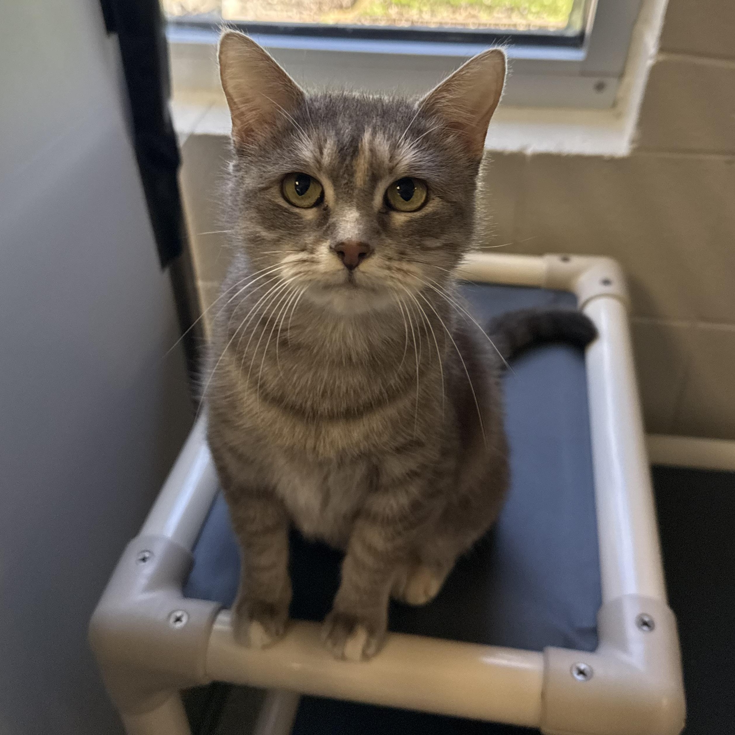Enlarge Thera, a Adoptable Domestic Short Hair in Kearney, NE image 1/1