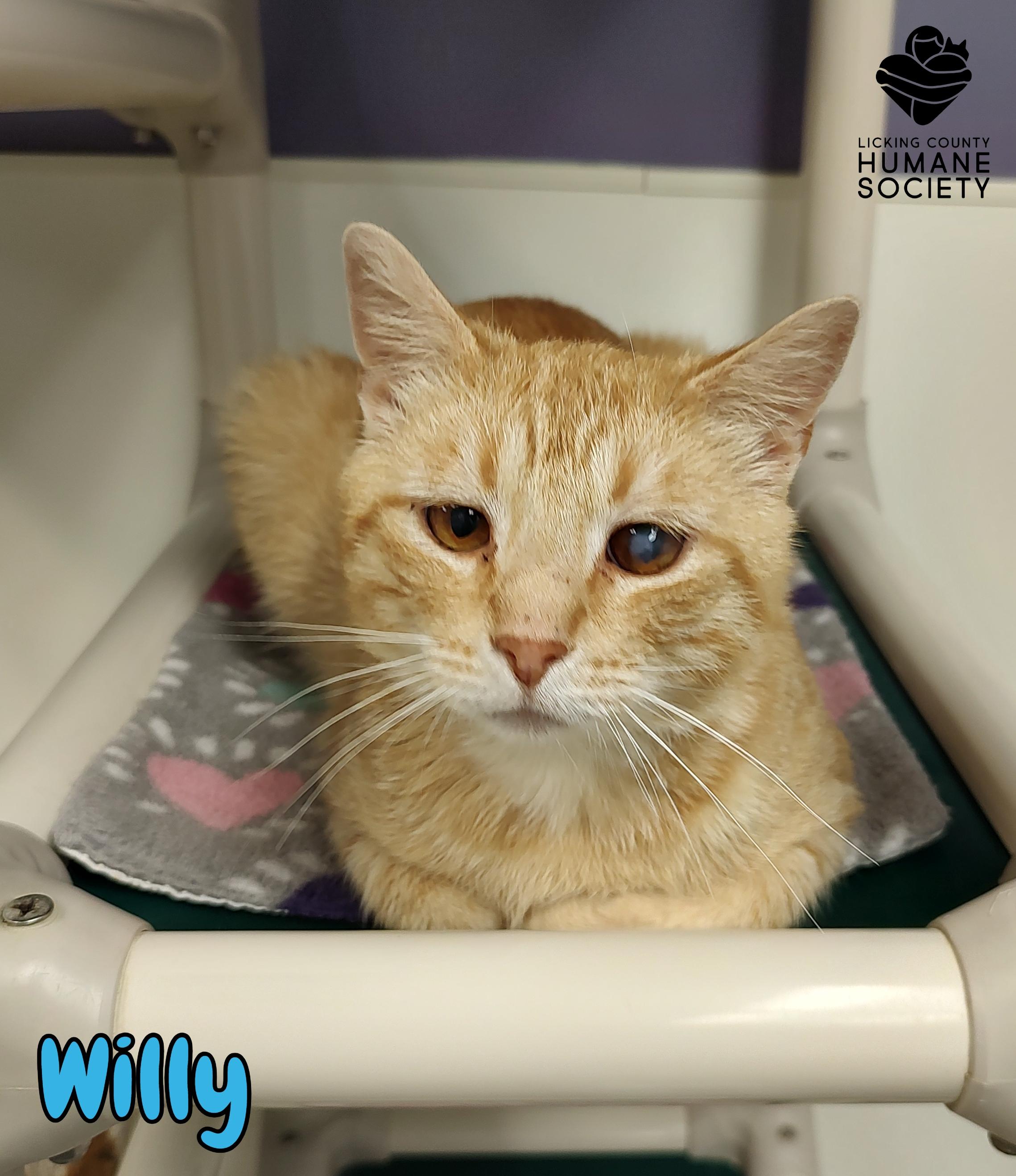 Enlarge Willy, a Adoptable Domestic Short Hair in Heath, OH image 1/1