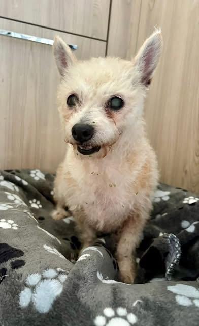 Enlarge Leyla, an adopted Yorkshire Terrier in Cape Coral, FL image 2/4