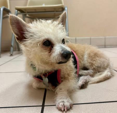 Enlarge Leyla, an adopted Yorkshire Terrier in Cape Coral, FL image 4/4