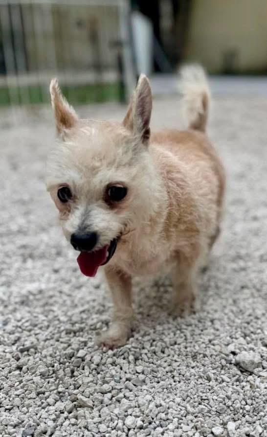 Enlarge Leyla, an adopted Yorkshire Terrier in Cape Coral, FL image 3/4