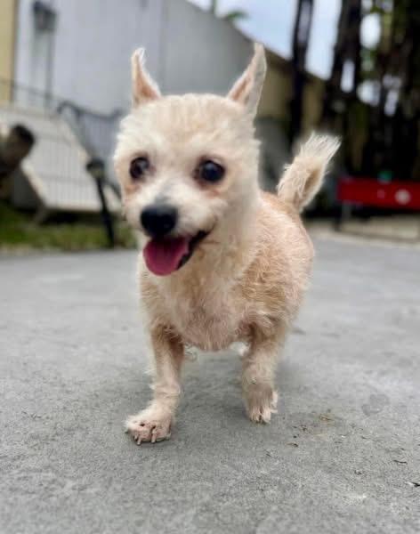 Enlarge Leyla, an adopted Yorkshire Terrier in Cape Coral, FL image 1/4