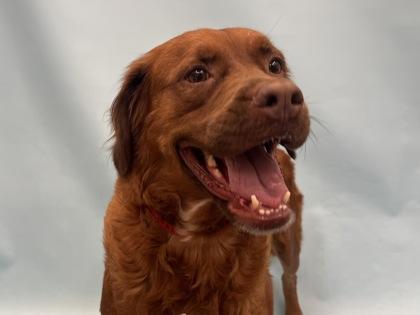 Josie, Adoptable, Adult Female Mixed Breed & Mixed Breed.