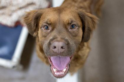 Enlarge Josie, a Adoptable mixed breed in Golden Valley, MN image 2/3