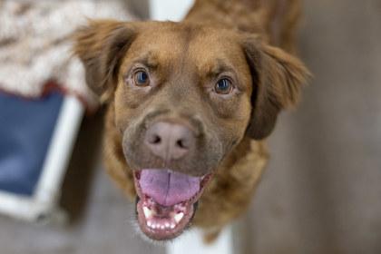 Enlarge Josie, a Adoptable mixed breed in Golden Valley, MN image 3/3