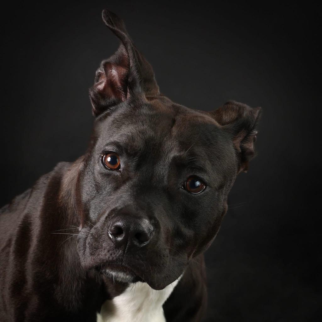Enlarge Thor, a Adoptable mixed breed in Quincy, IL image 3/4