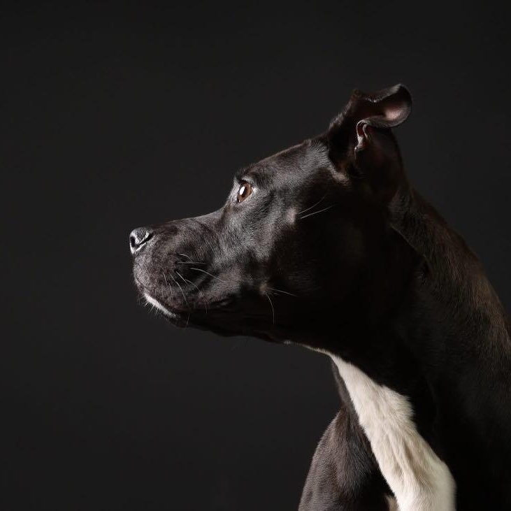 Thor, Adoptable, Young Male Pit Bull Terrier.
