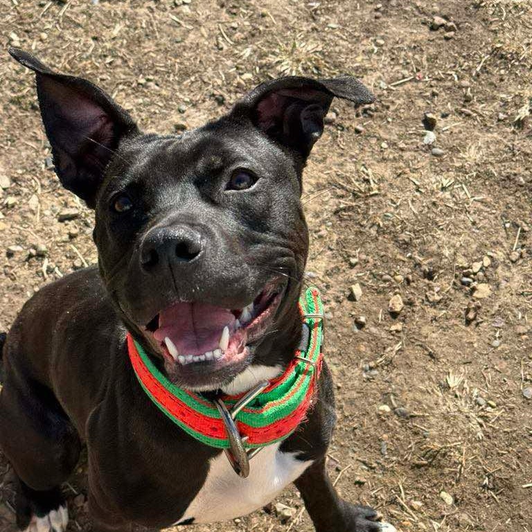 Enlarge Thor, a Adoptable mixed breed in Quincy, IL image 2/4