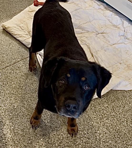 Ranger, ADOPTABLE, Senior Male Rottweiler.