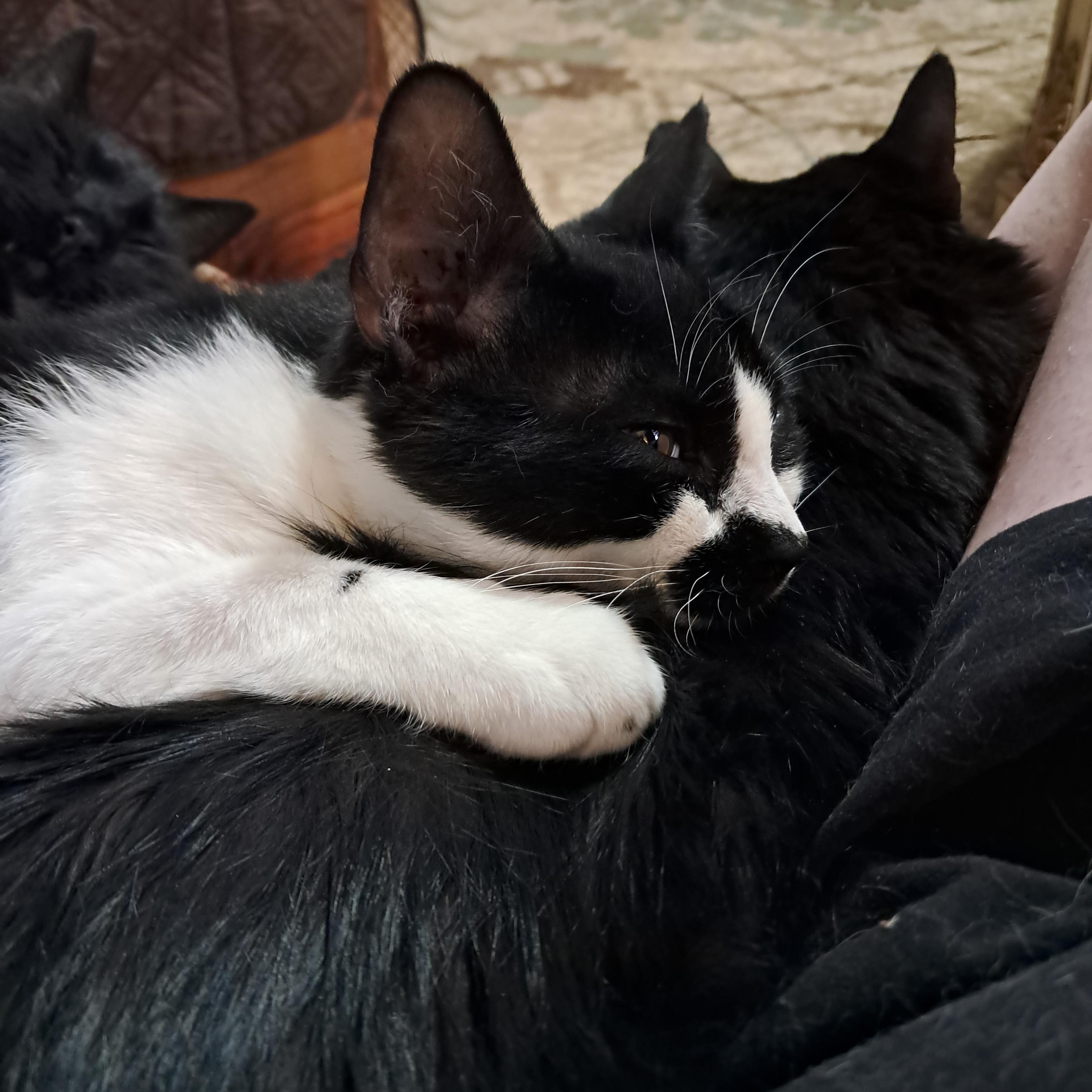 Enlarge Dean, a Adopted Domestic Short Hair in Nanticoke, PA image 5/6