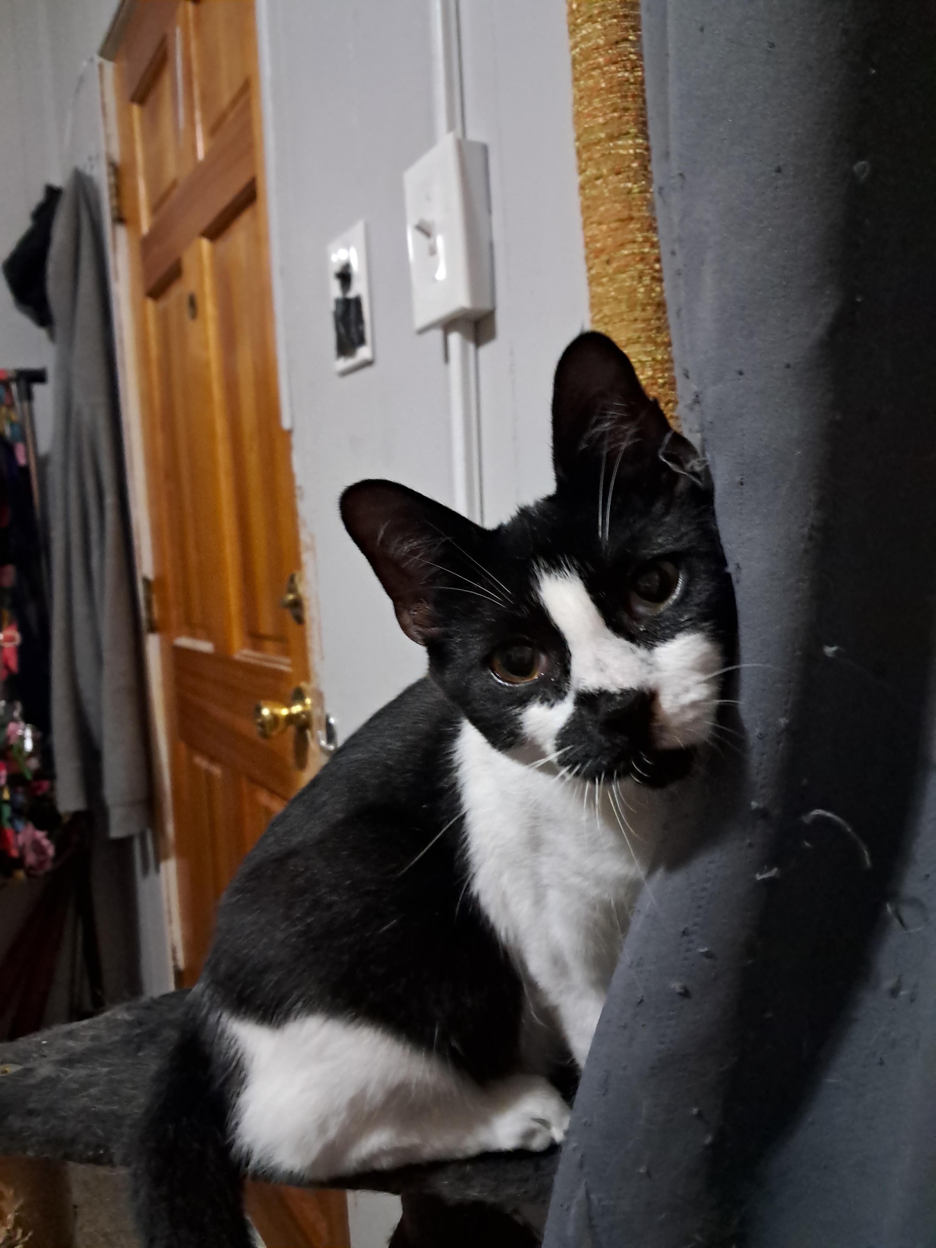 Enlarge Dean, a Adopted Domestic Short Hair in Nanticoke, PA image 1/6