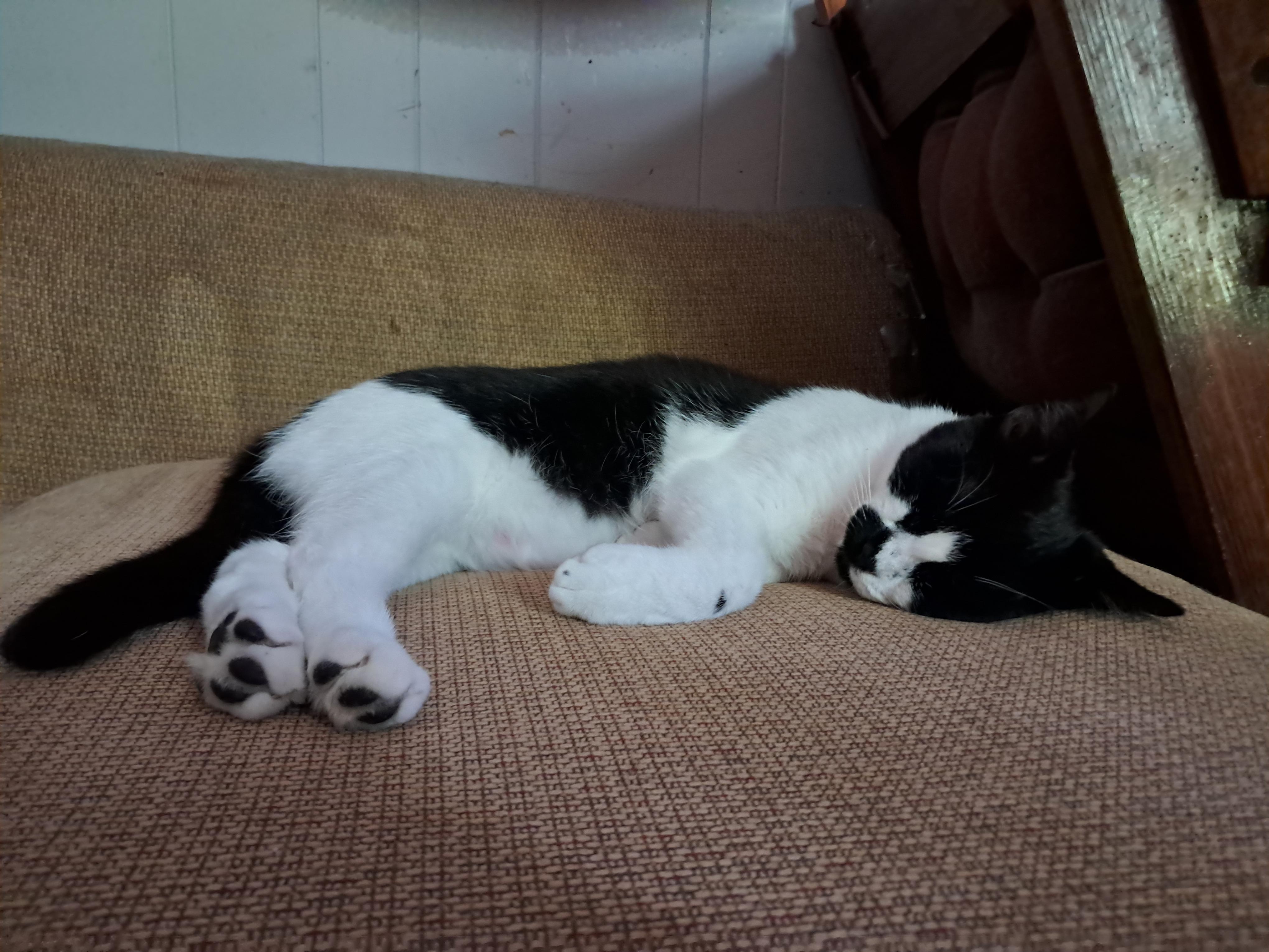 Enlarge Dean, a Adopted Domestic Short Hair in Nanticoke, PA image 2/6