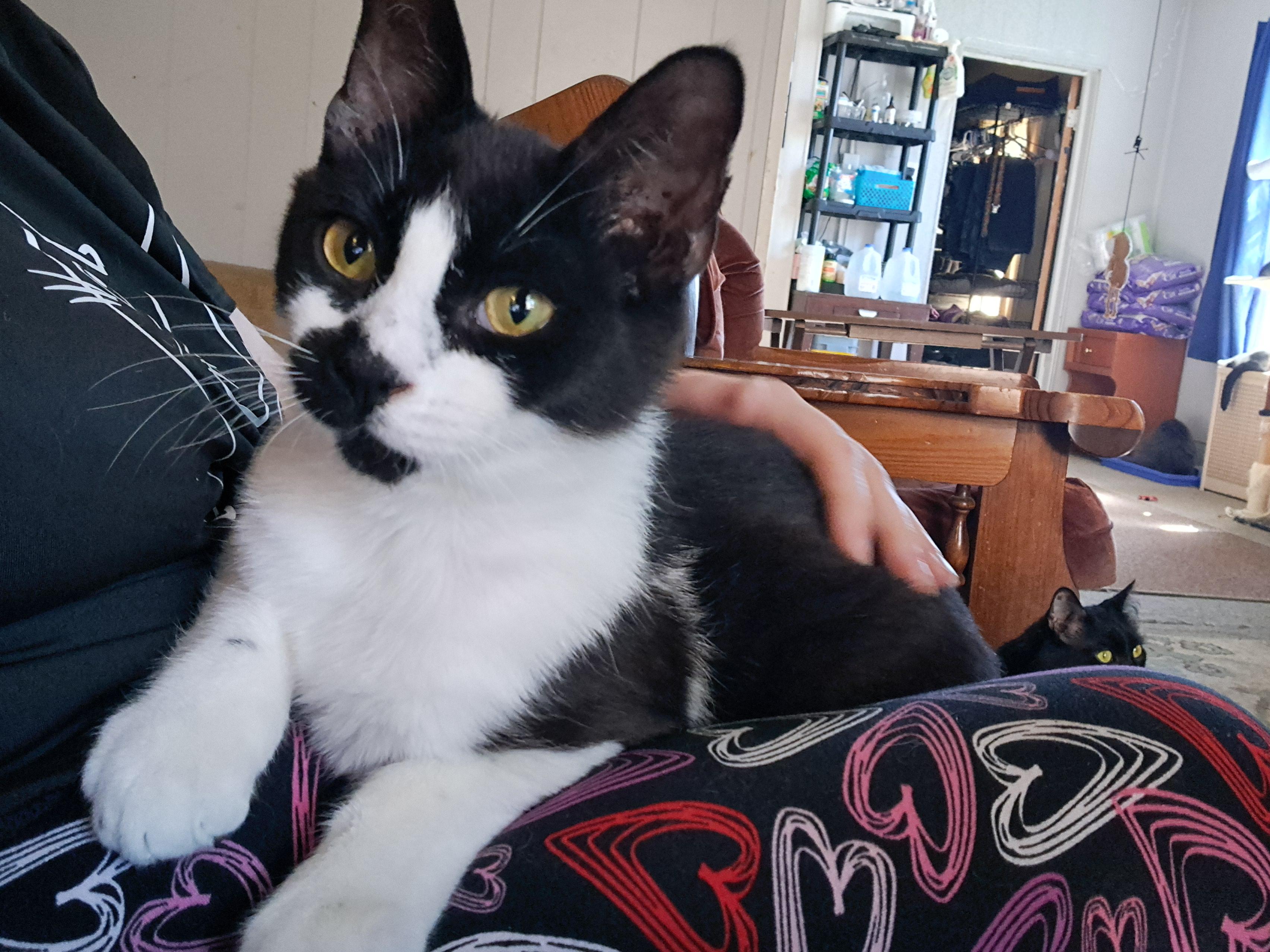 Enlarge Dean, a Adopted Domestic Short Hair in Nanticoke, PA image 4/6