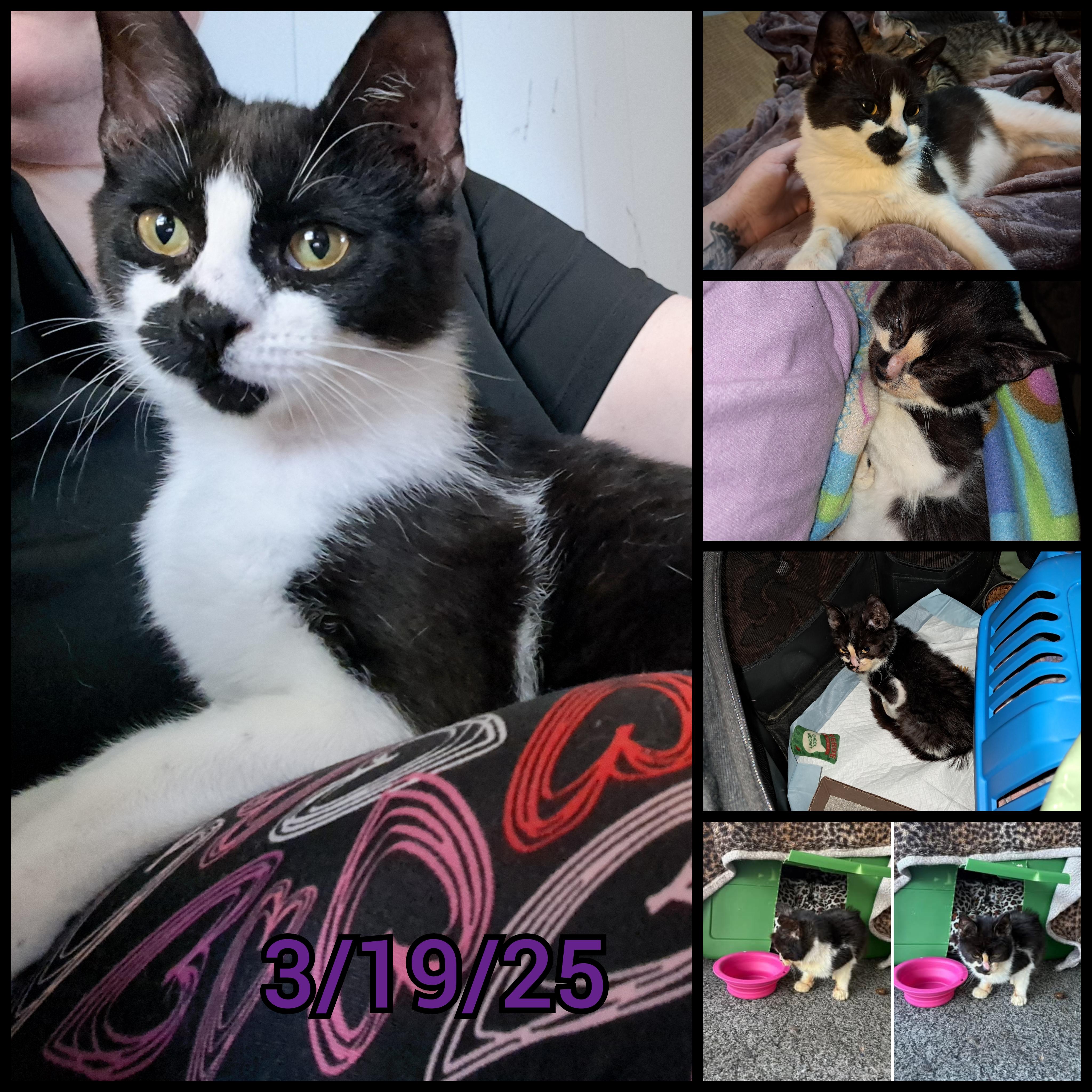 Enlarge Dean, a Adopted Domestic Short Hair in Nanticoke, PA image 6/6