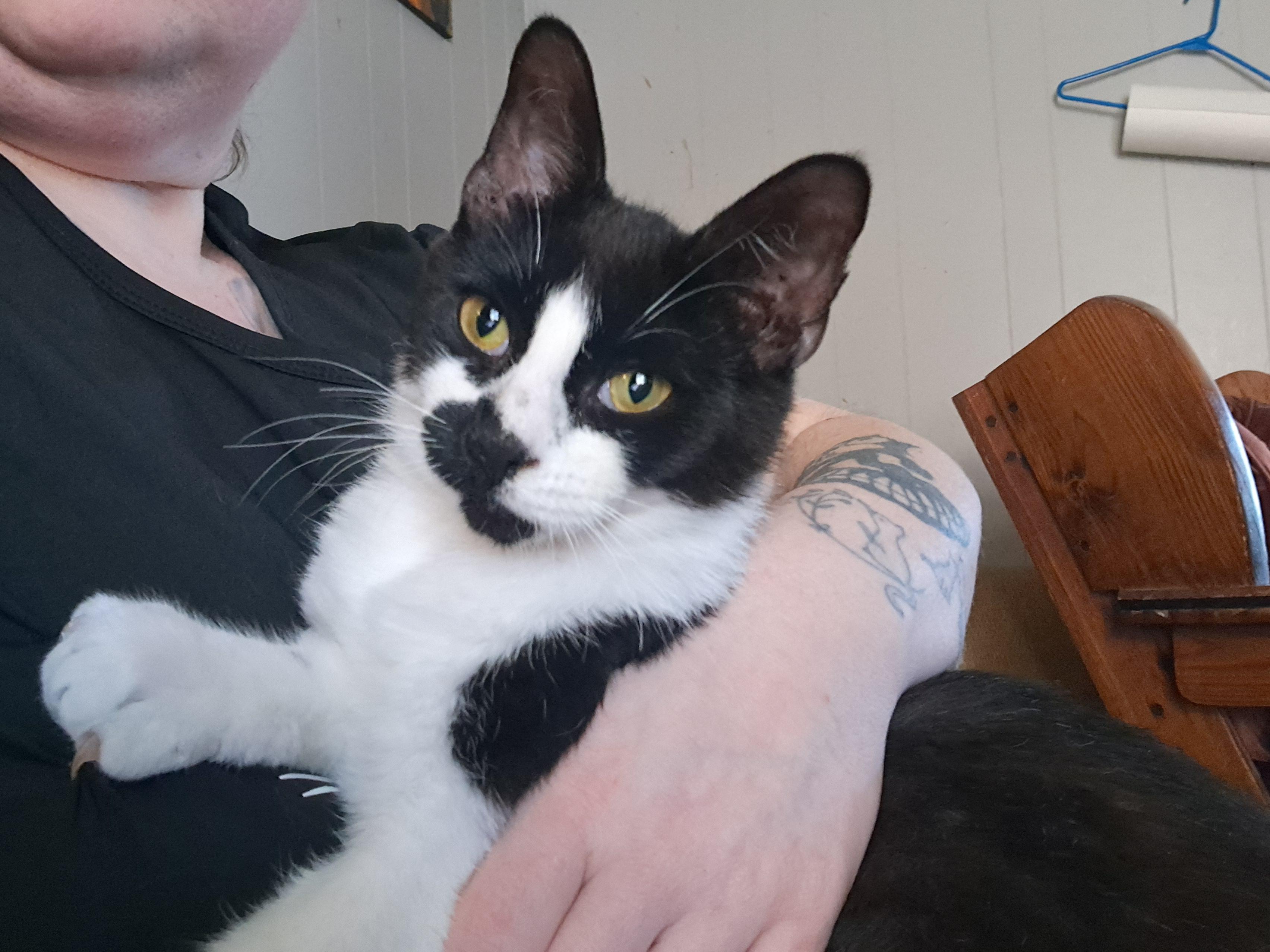 Enlarge Dean, a Adopted Domestic Short Hair in Nanticoke, PA image 3/6