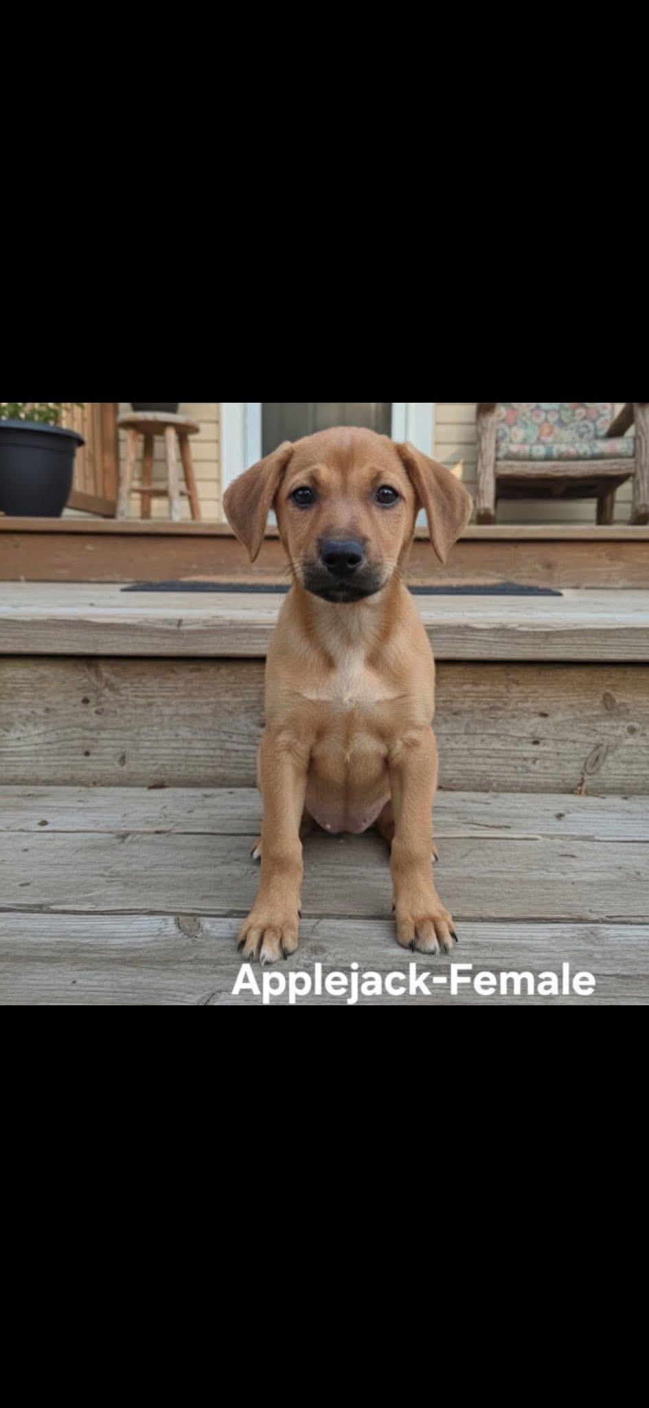 Enlarge Applejack, a ADOPTABLE mixed breed in Wanaque, NJ image 1/1