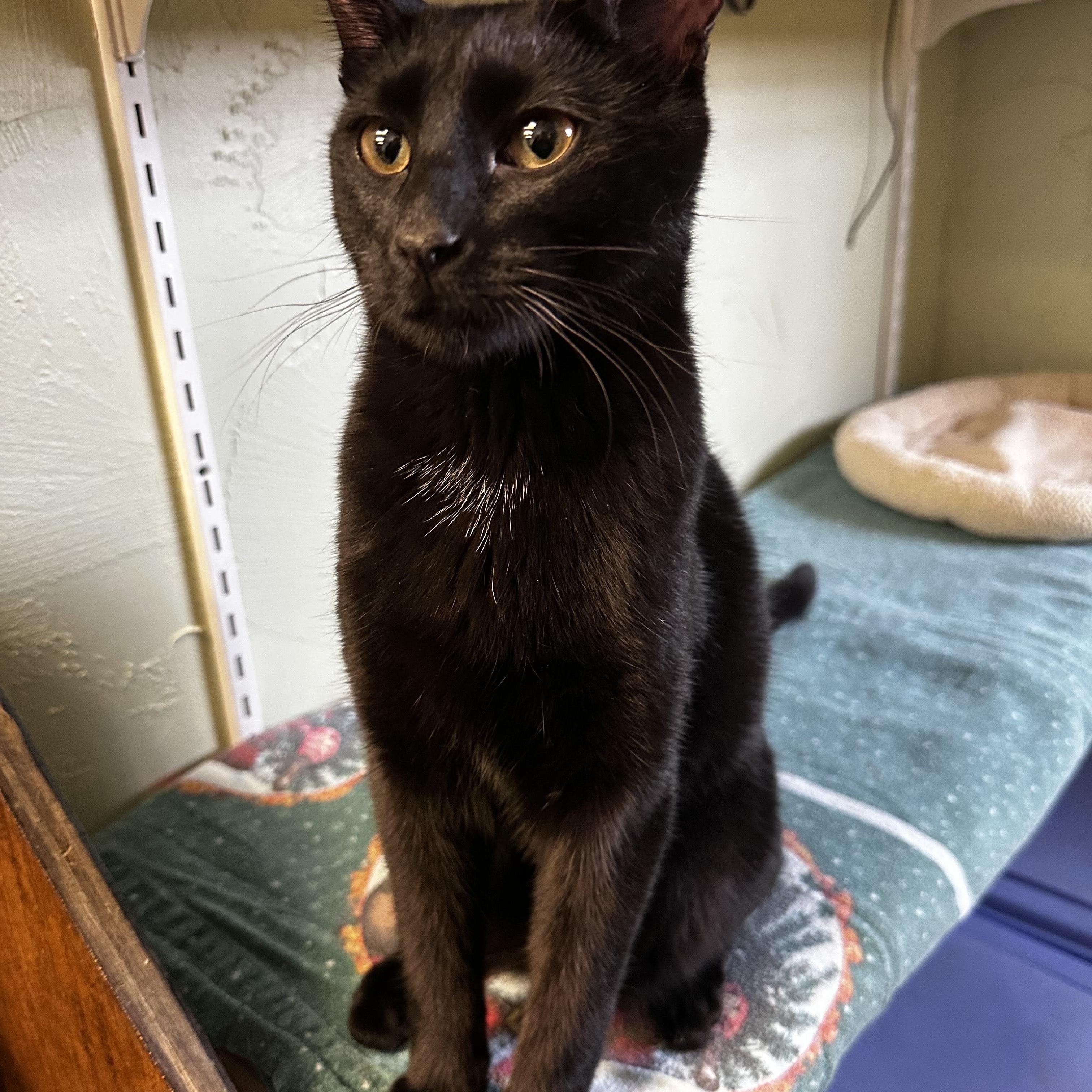 Enlarge Clover, a Adoptable mixed breed in Toledo, OH image 1/2