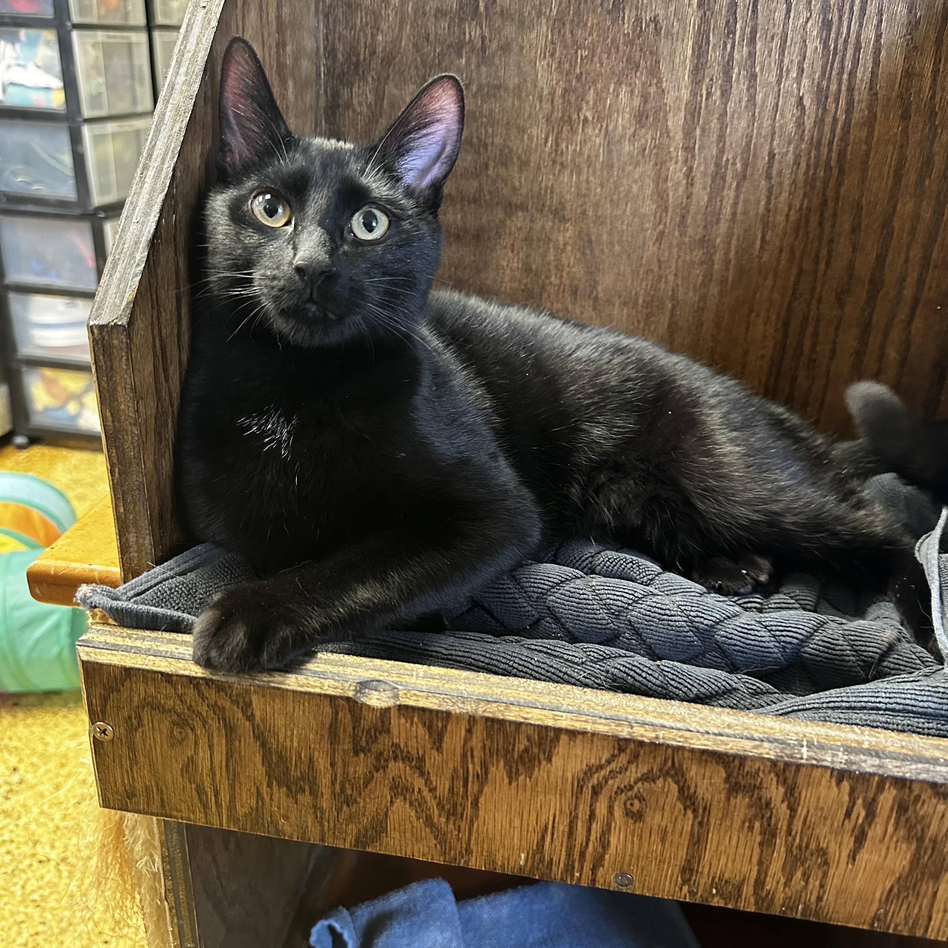 Enlarge Clover, a Adoptable mixed breed in Toledo, OH image 2/2
