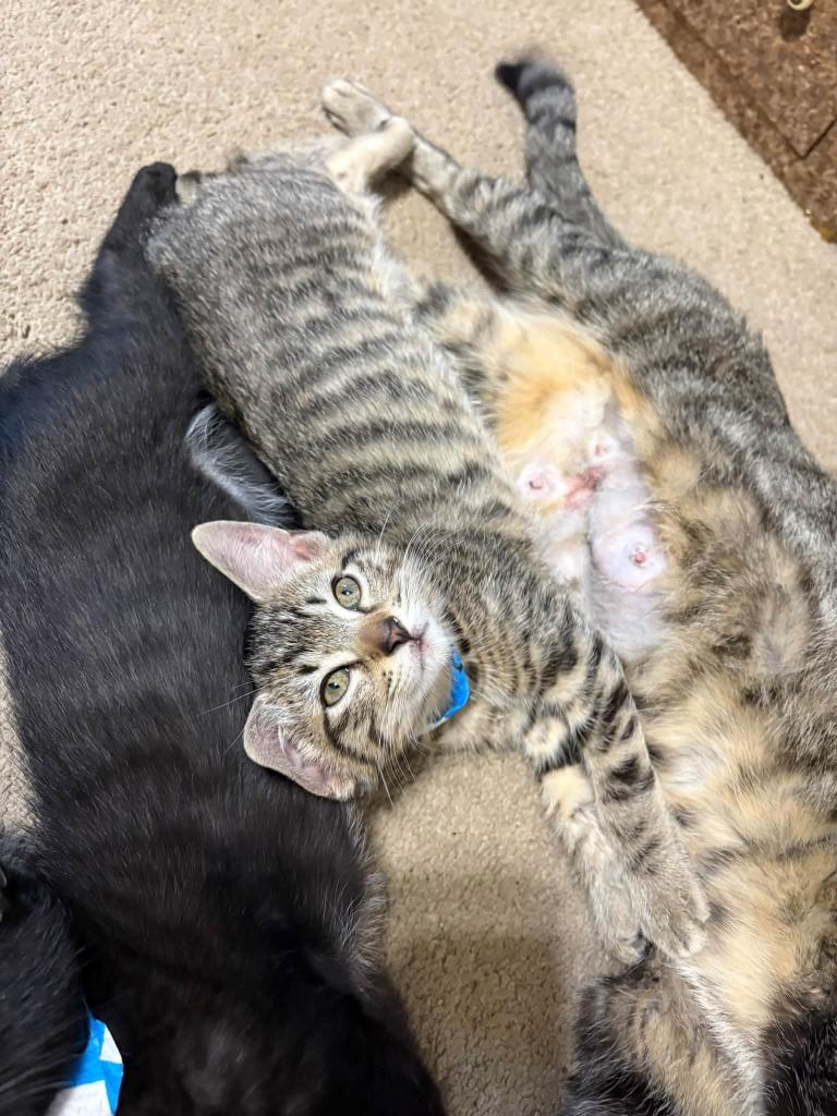 Maverick, Adoptable, Kitten Male Domestic Short Hair.
