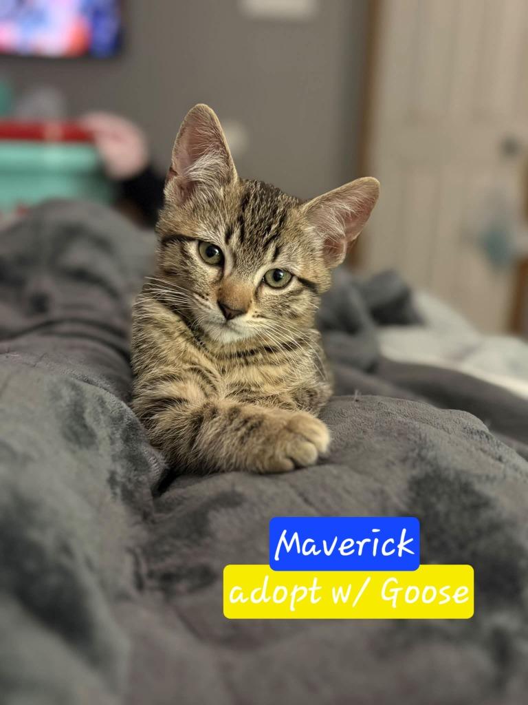 Enlarge Maverick, a Adoptable mixed breed in Miami, OK image 4/4