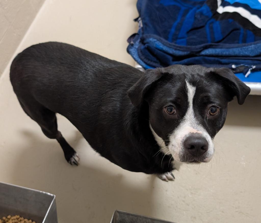 Enlarge Poker, a Adoptable Affenpinscher in Havre, MT image 2/2