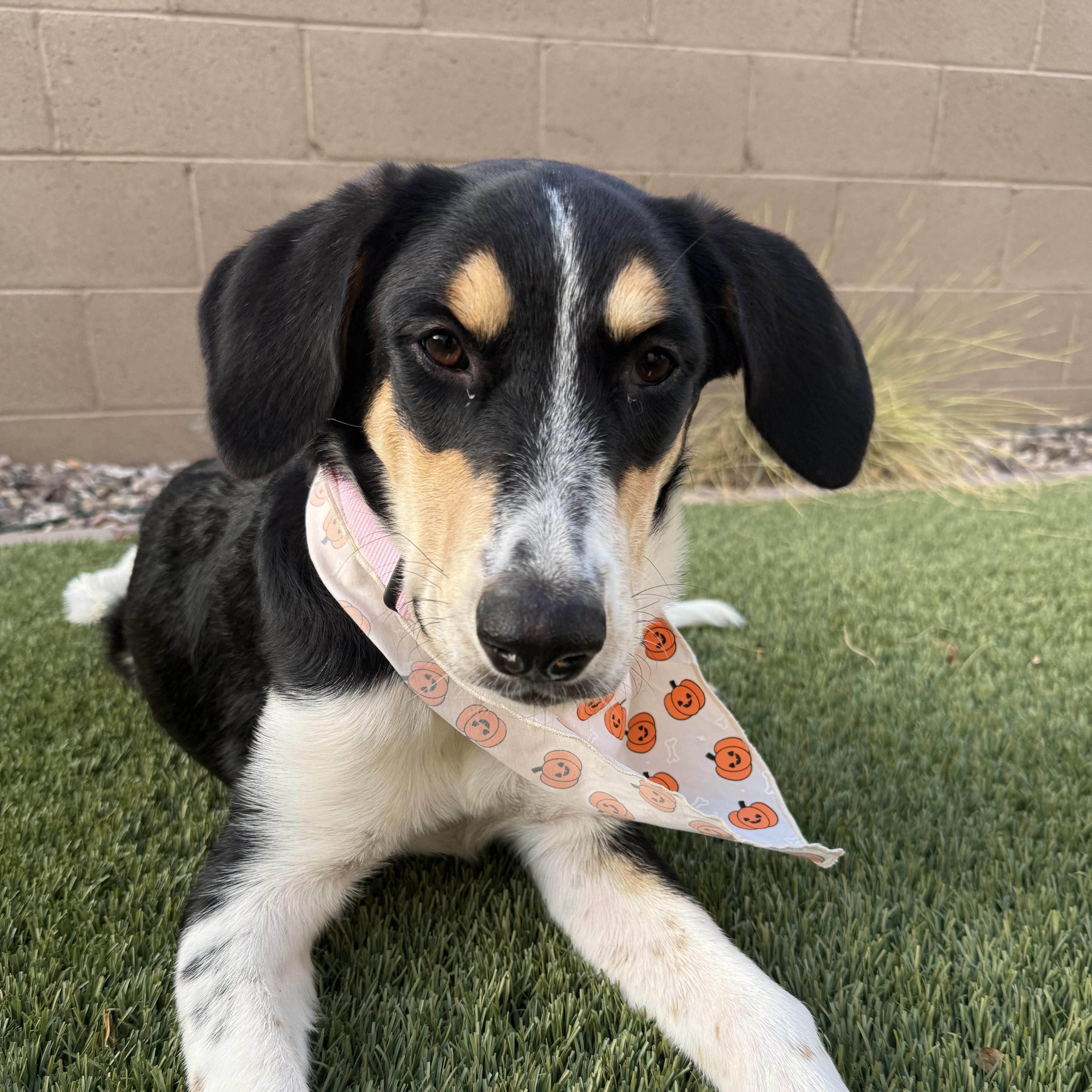 Enlarge Adora, a Adoptable mixed breed in Phoenix, AZ image 2/4