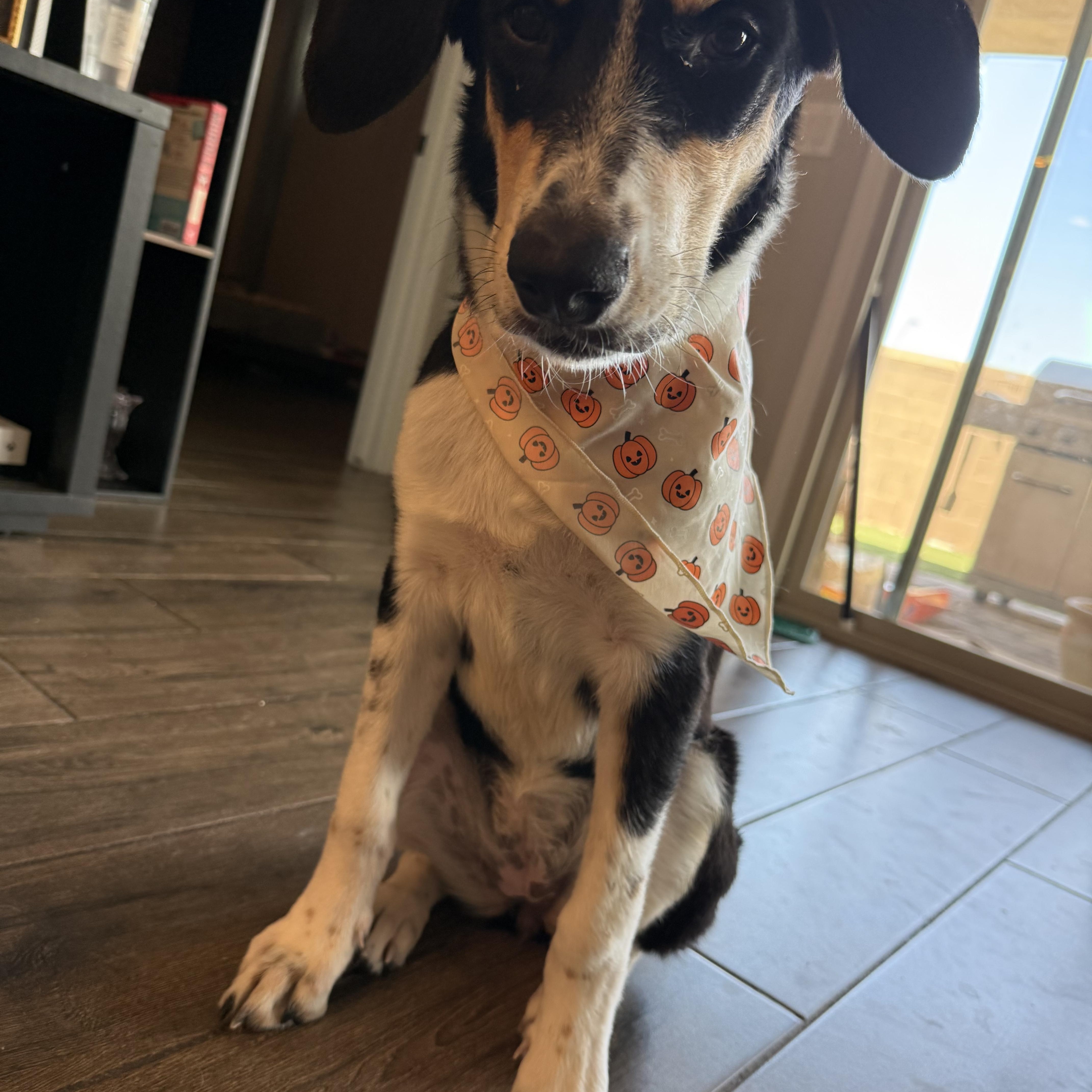 Enlarge Adora, a Adoptable mixed breed in Phoenix, AZ image 1/4
