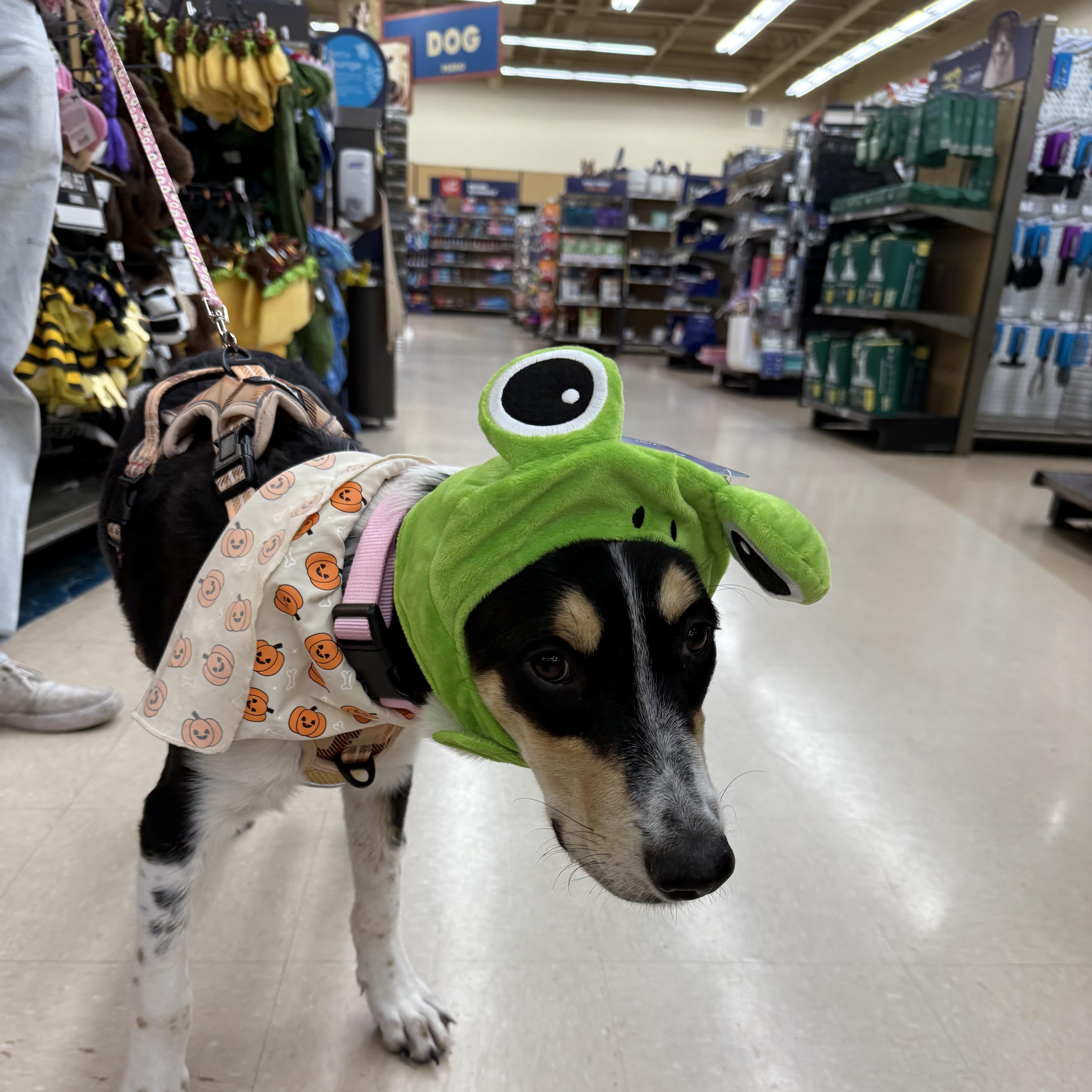 Enlarge Adora, a Adoptable mixed breed in Phoenix, AZ image 3/4