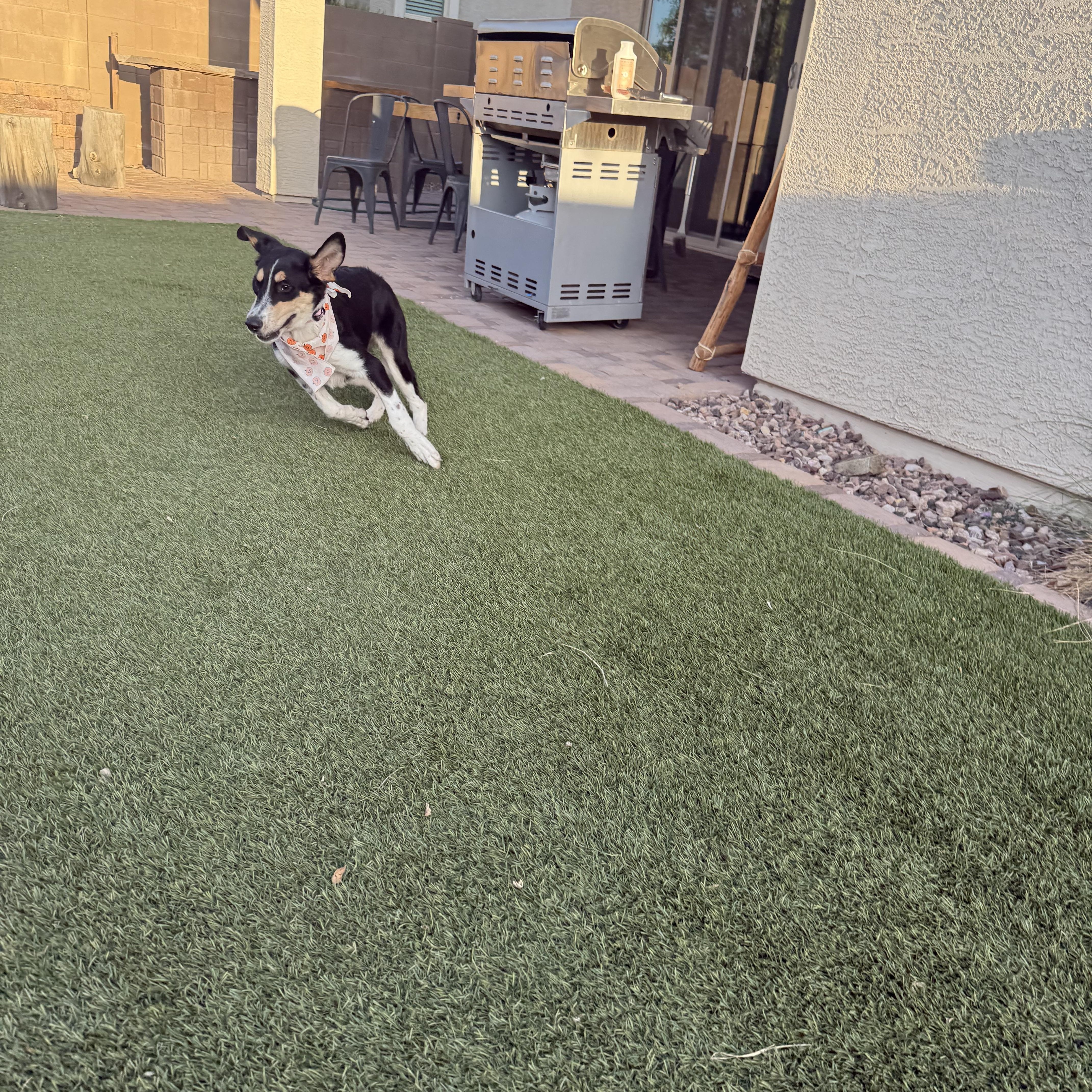 Enlarge Adora, a Adoptable mixed breed in Phoenix, AZ image 4/4