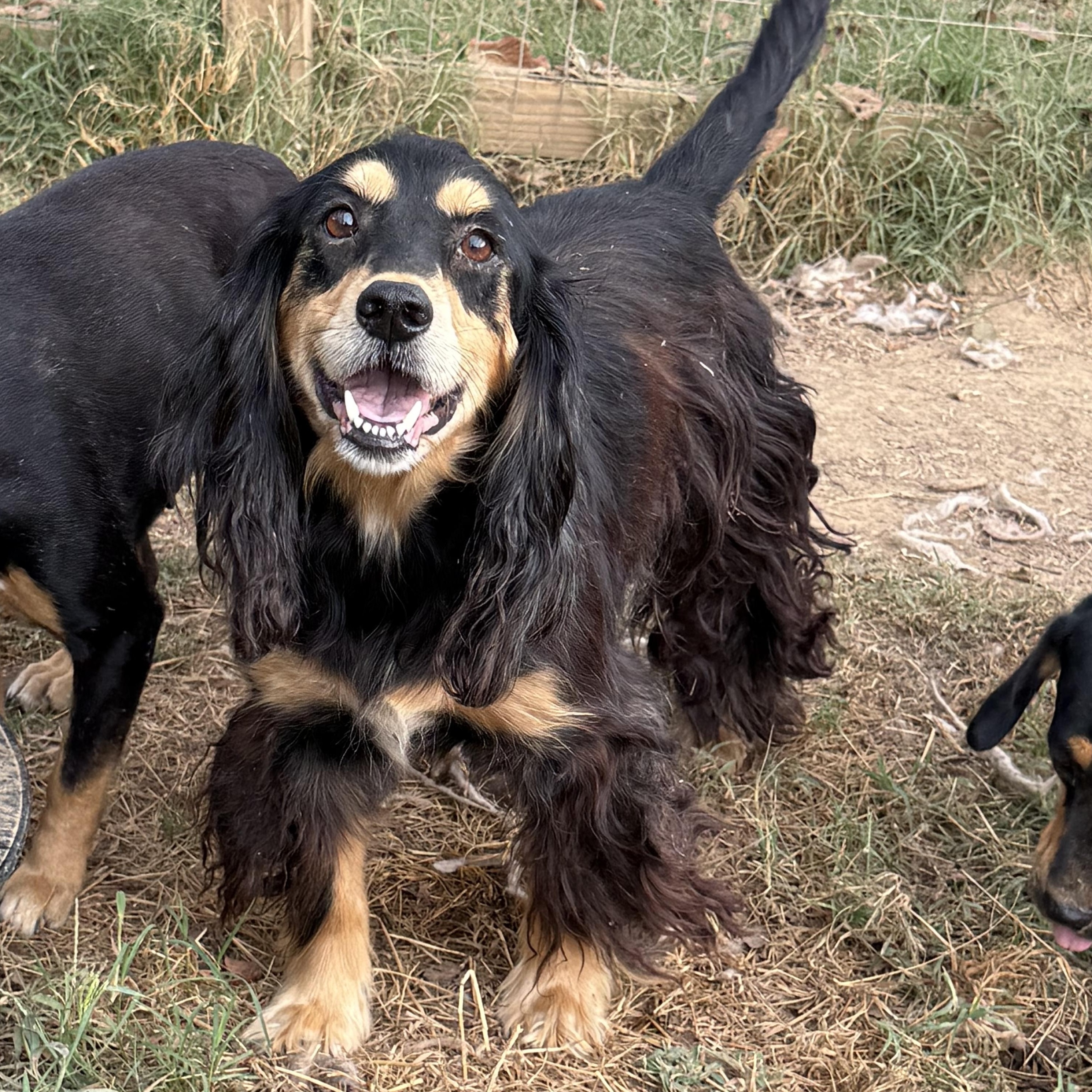 Prince, Adoptable, Adult Male Cocker Spaniel.