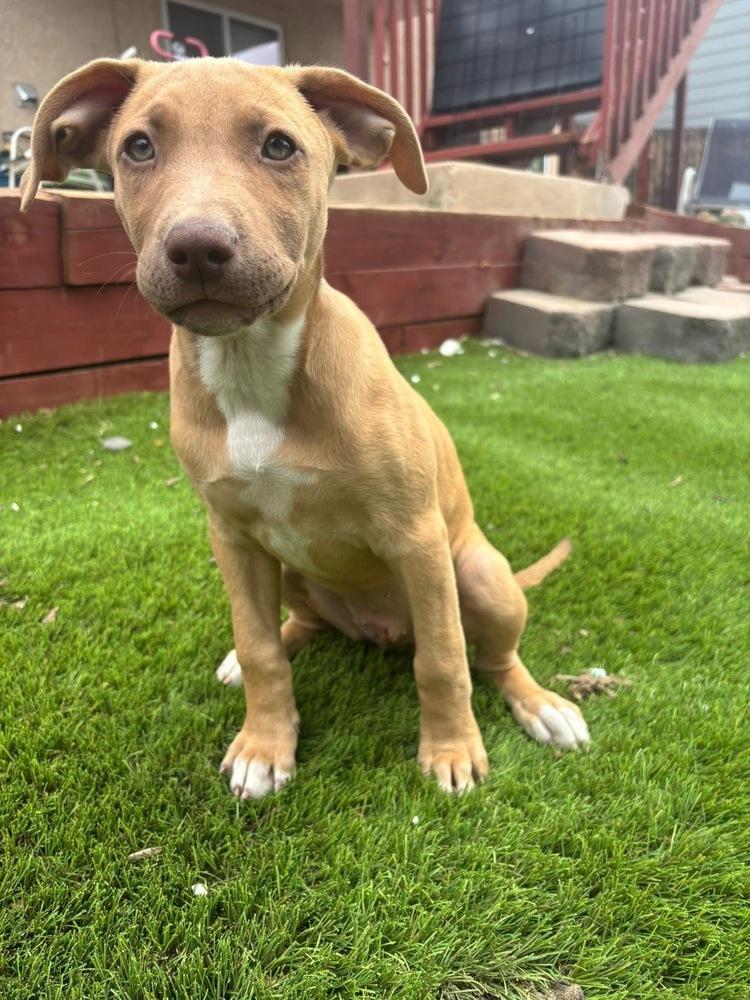 Honeybee, a Adoptable mixed breed in Colorado Springs, CO image 1/4