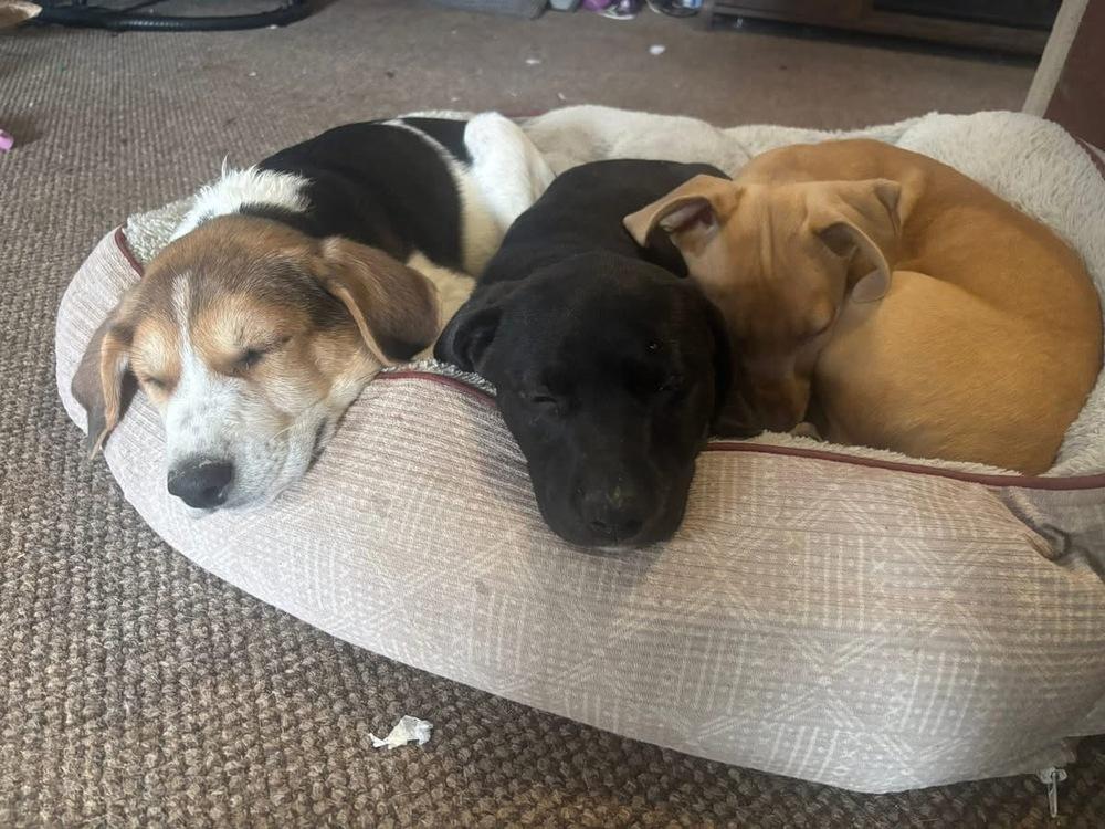 Honeybee, a Adoptable mixed breed in Colorado Springs, CO image 2/4