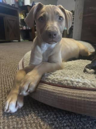 Honeybee, a Adoptable mixed breed in Colorado Springs, CO image 3/4