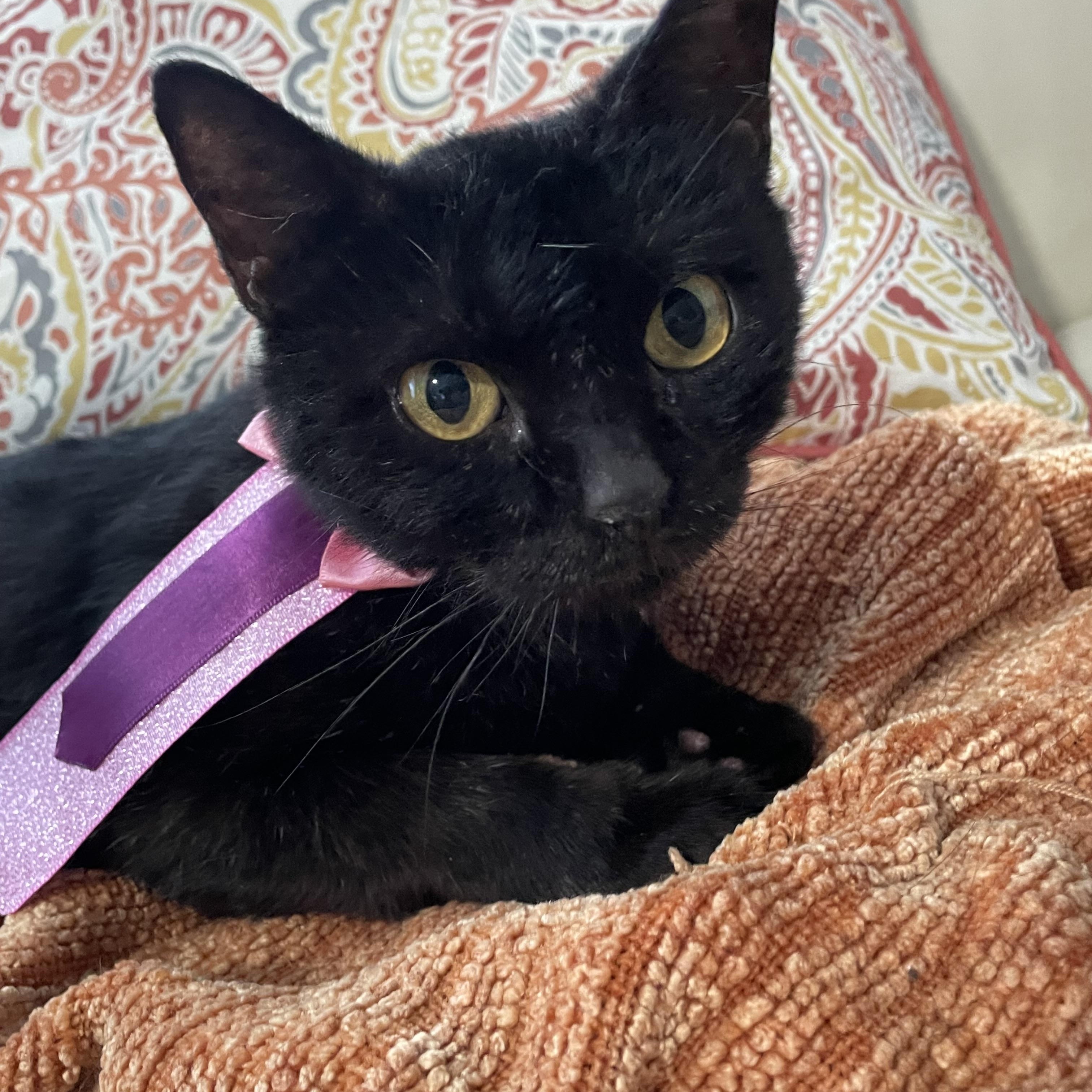 Jasmine, Adoptable, Young Female Domestic Short Hair.