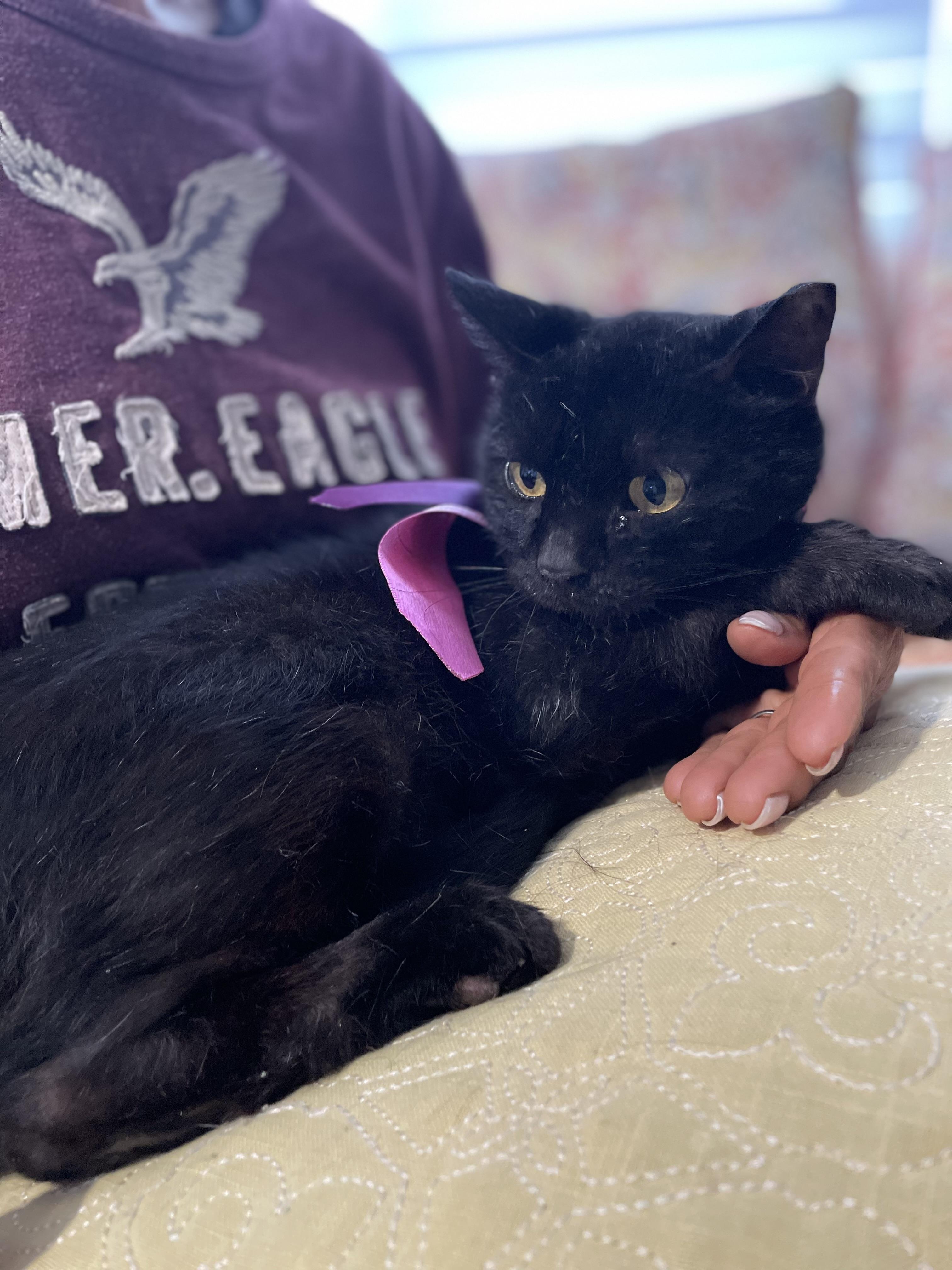 Enlarge Jasmine, a Adoptable Domestic Short Hair in Parkland, FL image 2/4