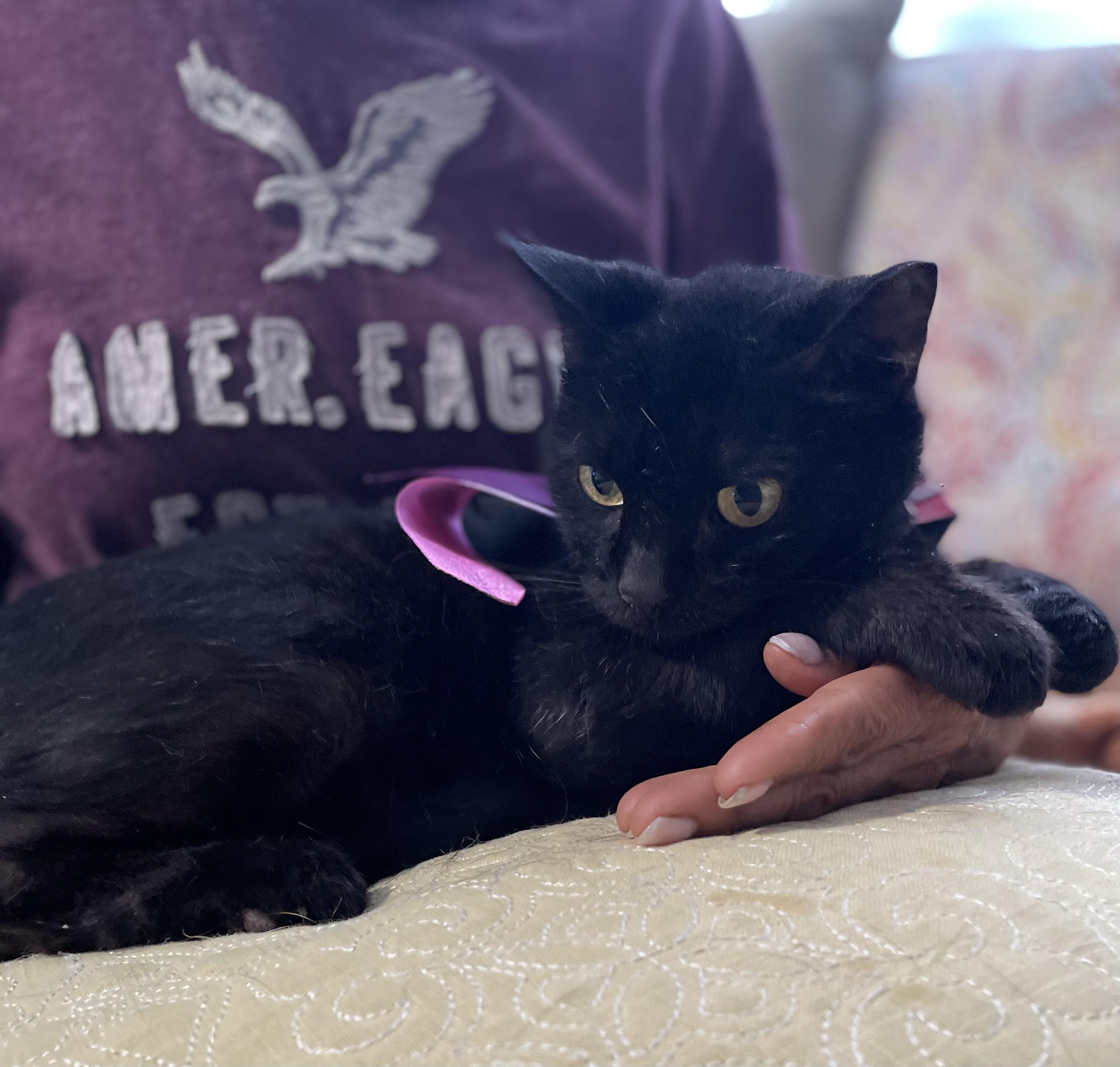 Enlarge Jasmine, a Adoptable Domestic Short Hair in Parkland, FL image 3/4