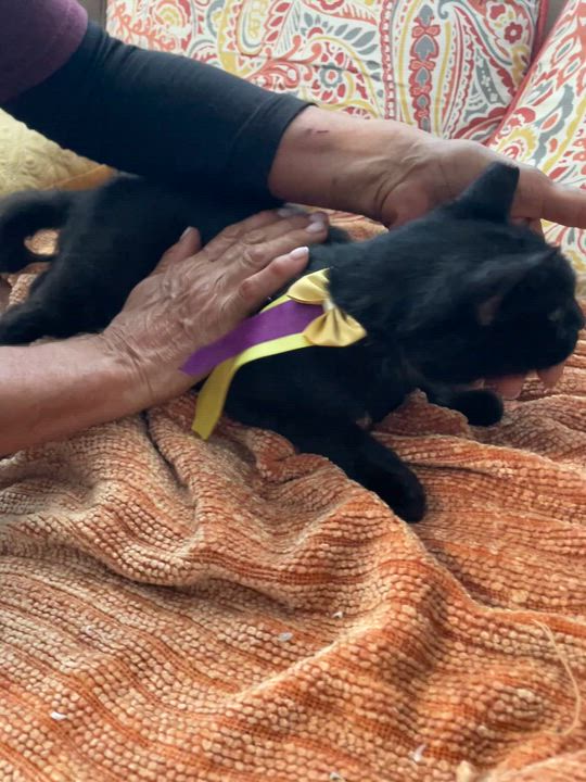 Enlarge Jasmine, a Adoptable Domestic Short Hair in Parkland, FL video 4/4