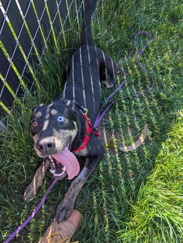 Enlarge Ciabatta, a Adoptable mixed breed in Santa Rosa, CA image 2/6