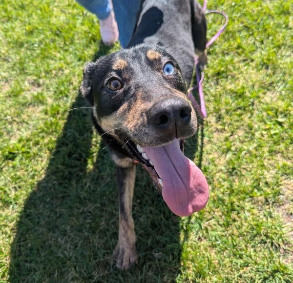 Enlarge Ciabatta, a Adoptable mixed breed in Santa Rosa, CA image 3/6
