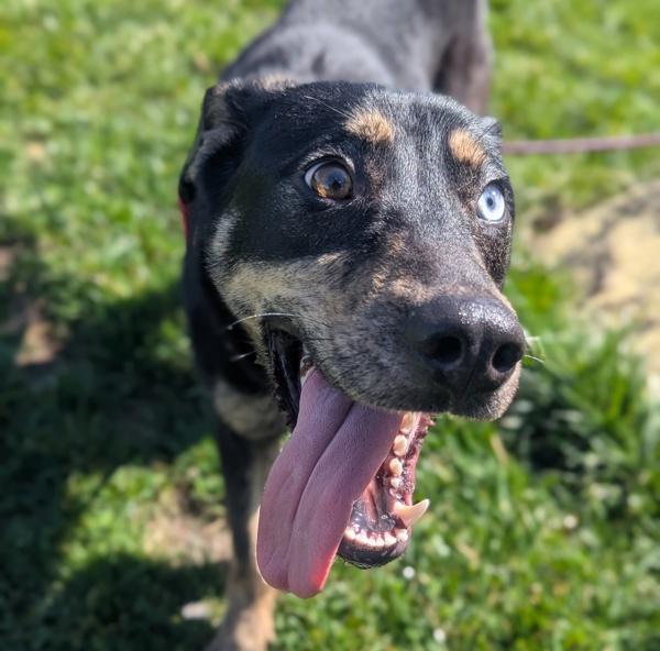 Enlarge Ciabatta, a Adoptable mixed breed in Santa Rosa, CA image 4/6