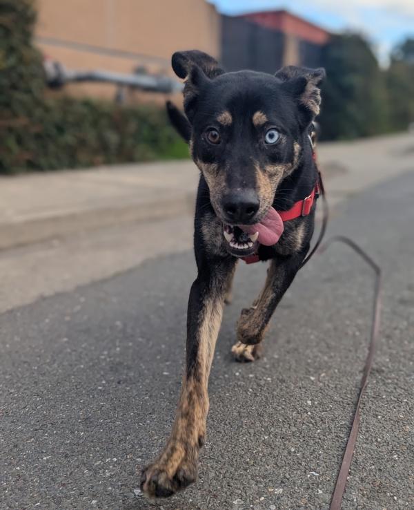 Enlarge Ciabatta, a Adoptable mixed breed in Santa Rosa, CA image 5/6