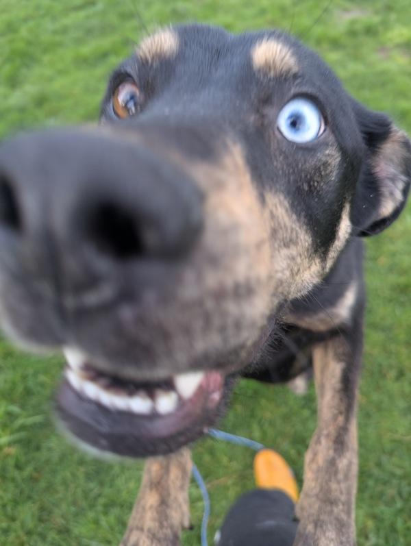 Enlarge Ciabatta, a Adoptable mixed breed in Santa Rosa, CA image 6/6